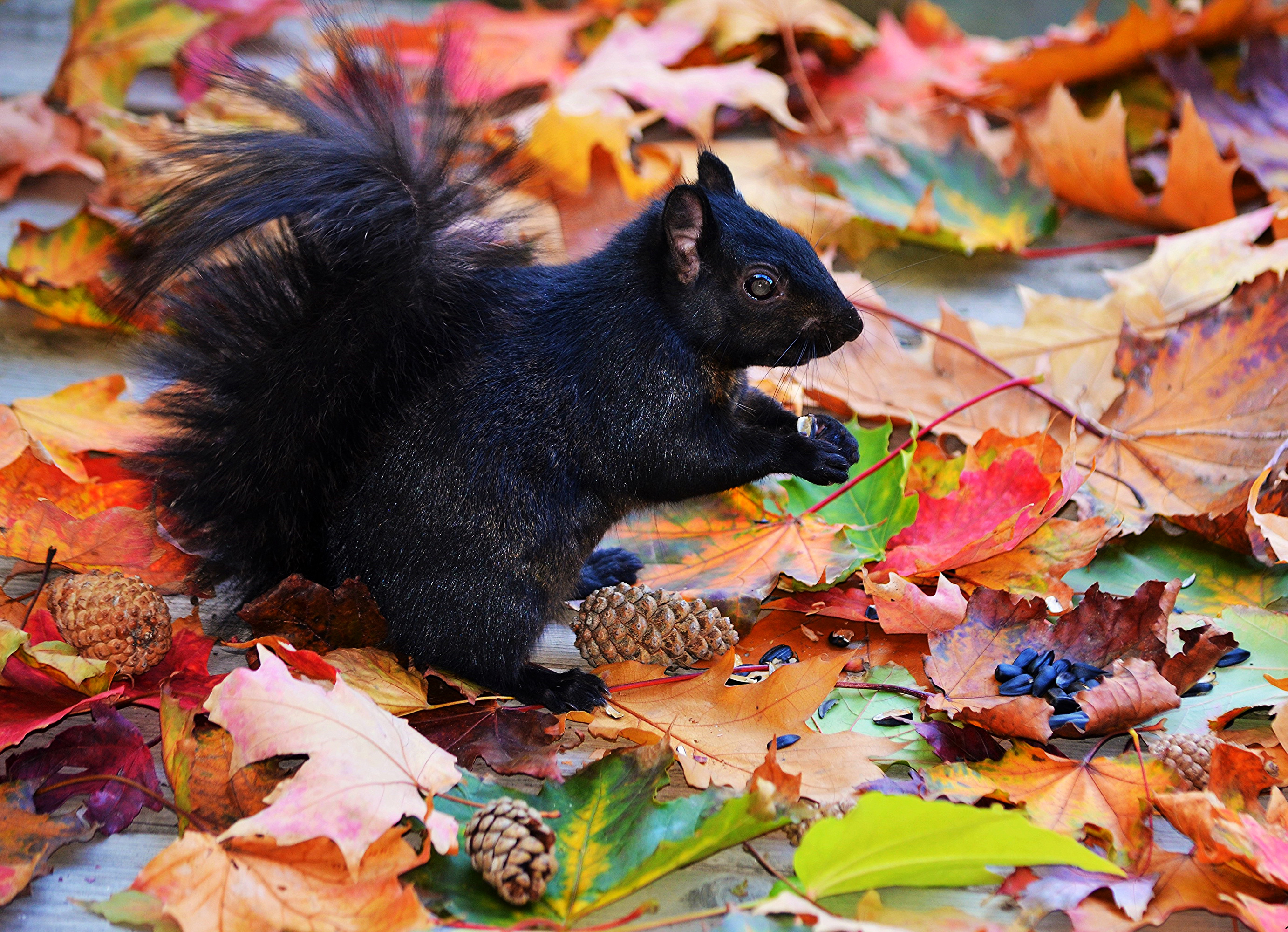 Download mobile wallpaper Squirrel, Leaf, Fall, Animal, Pine Cone for free.