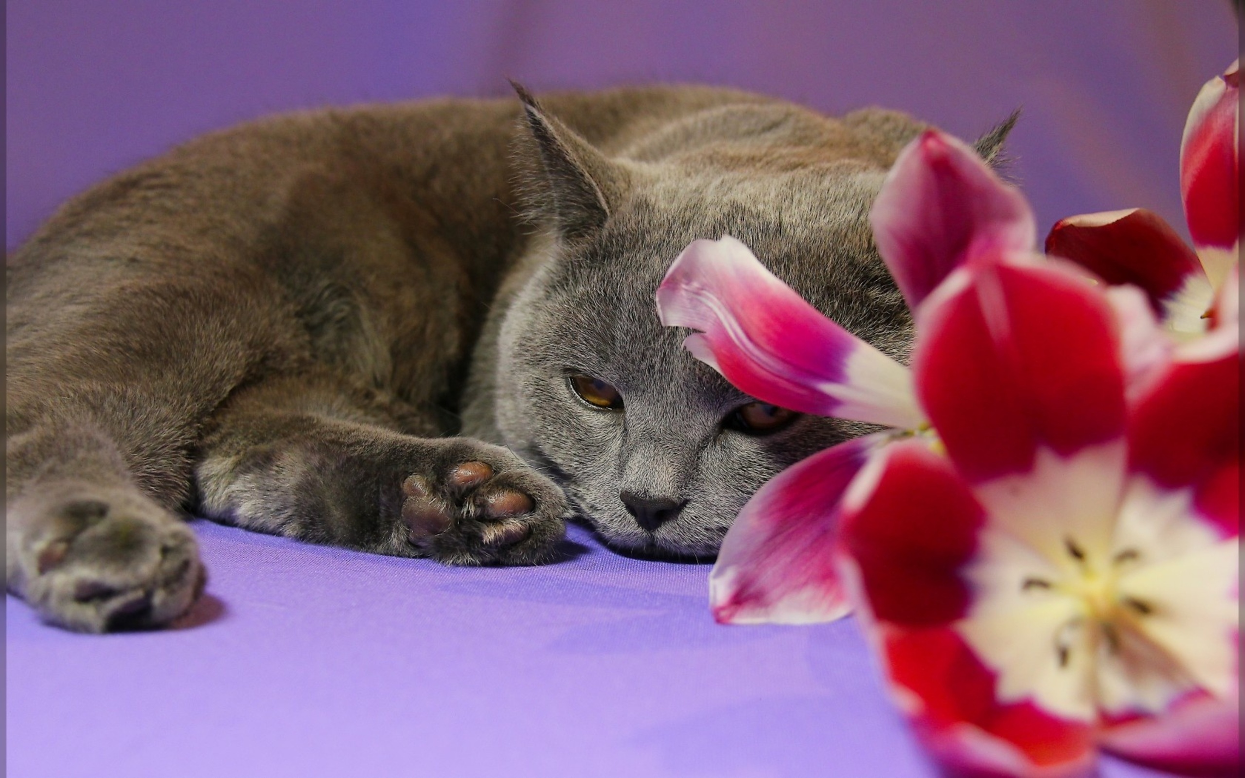 Téléchargez gratuitement l'image Animaux, Chats, Chat sur le bureau de votre PC