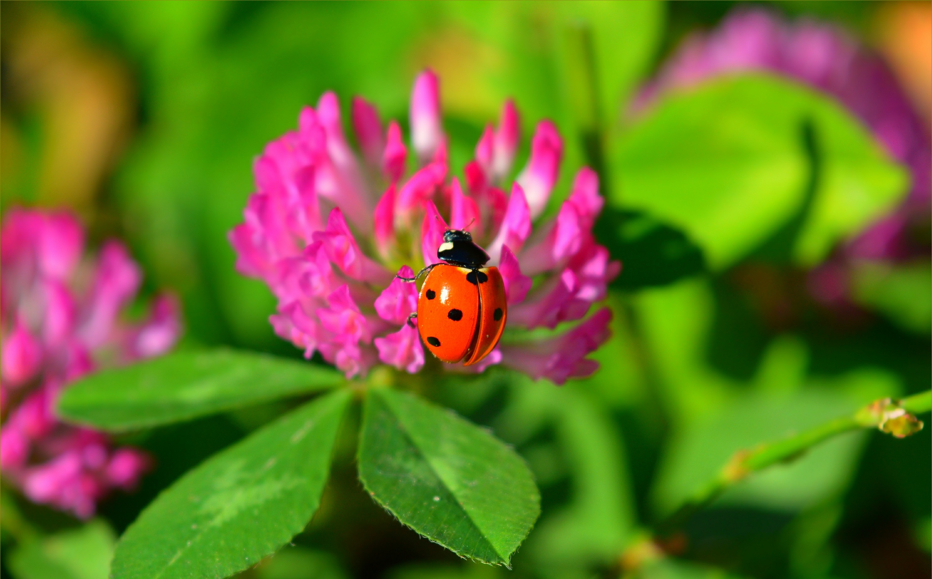 Download mobile wallpaper Macro, Insect, Animal, Ladybug, Pink Flower for free.