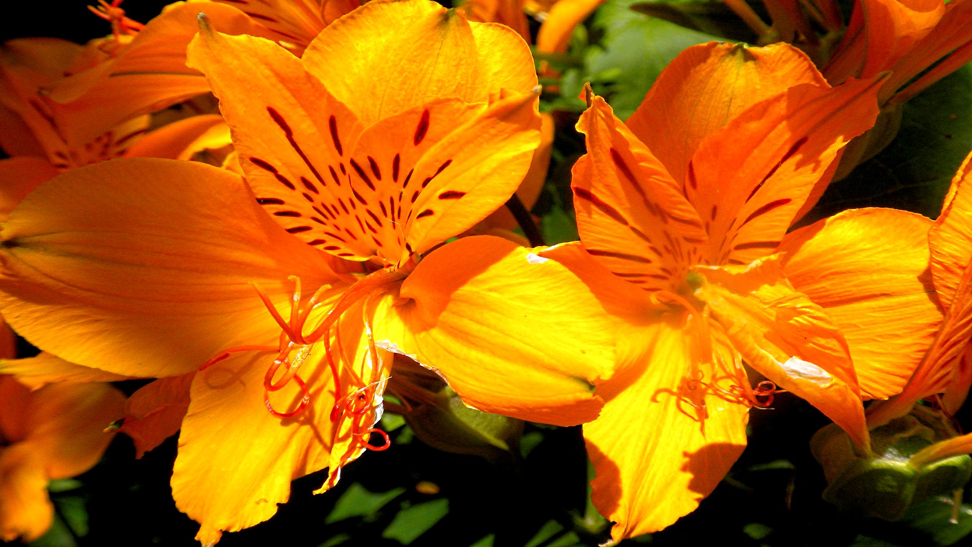 Téléchargez gratuitement l'image Fleurs, Fleur, Terre/nature sur le bureau de votre PC