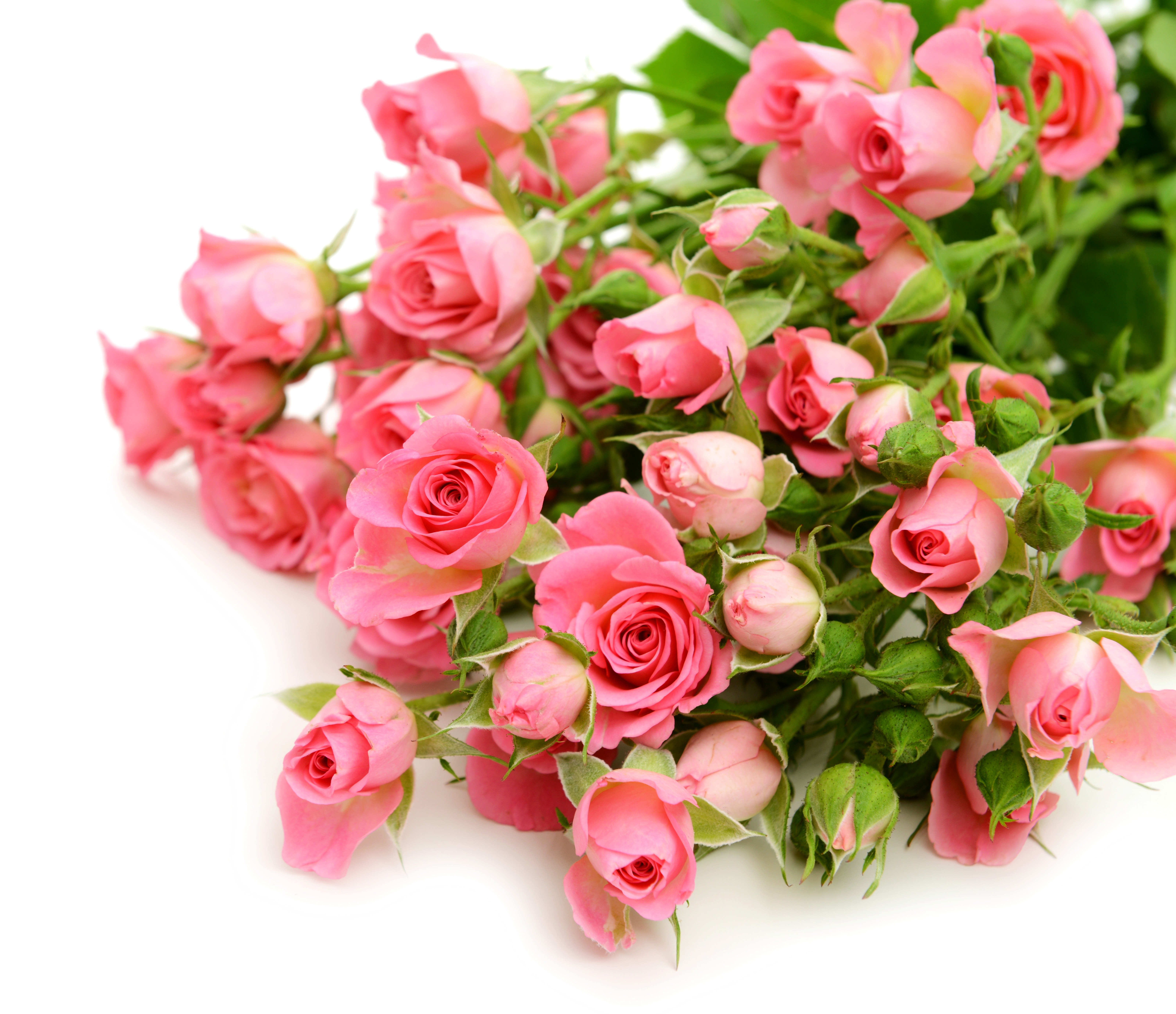 Скачать обои бесплатно Природа, Цветок, Тюльпан, Земля/природа, Розовый Цветок, Флауэрсы картинка на рабочий стол ПК