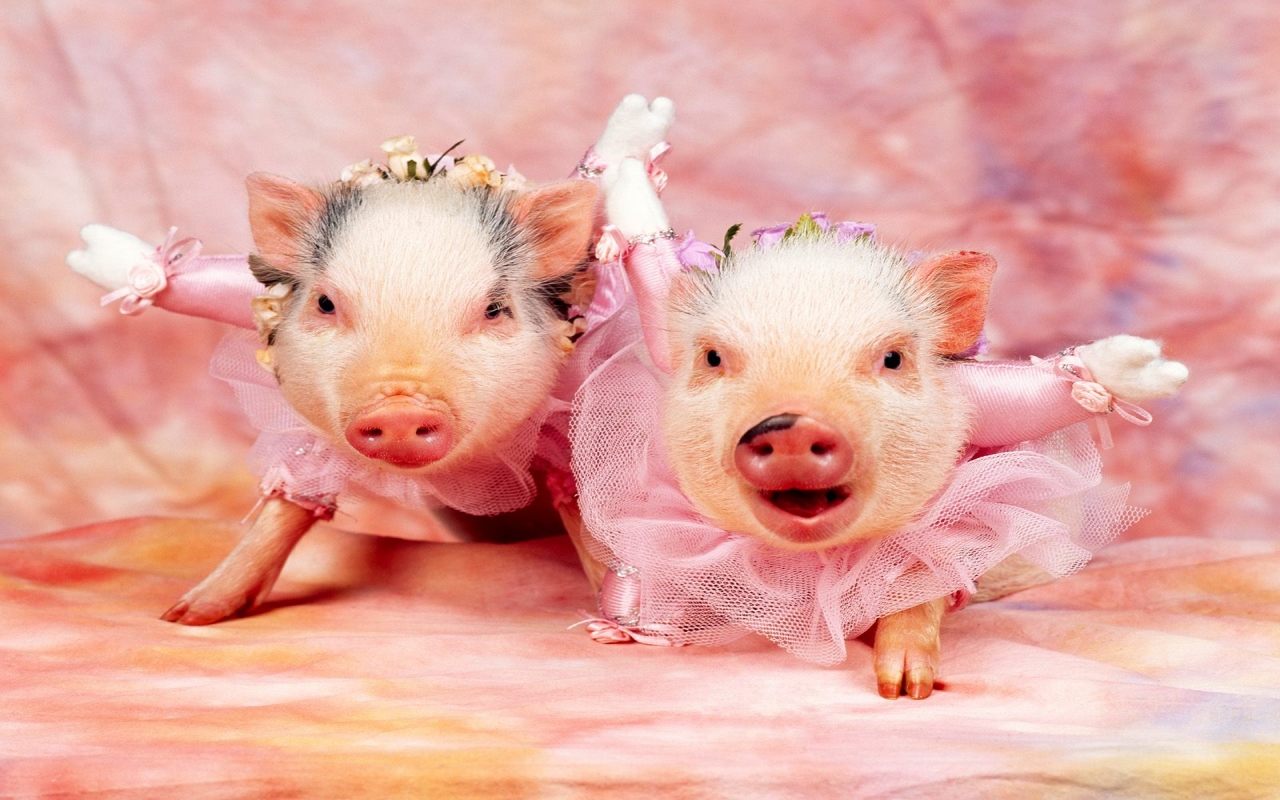 1440828 скачать обои свинья, животные, костюм - заставки и картинки бесплатно