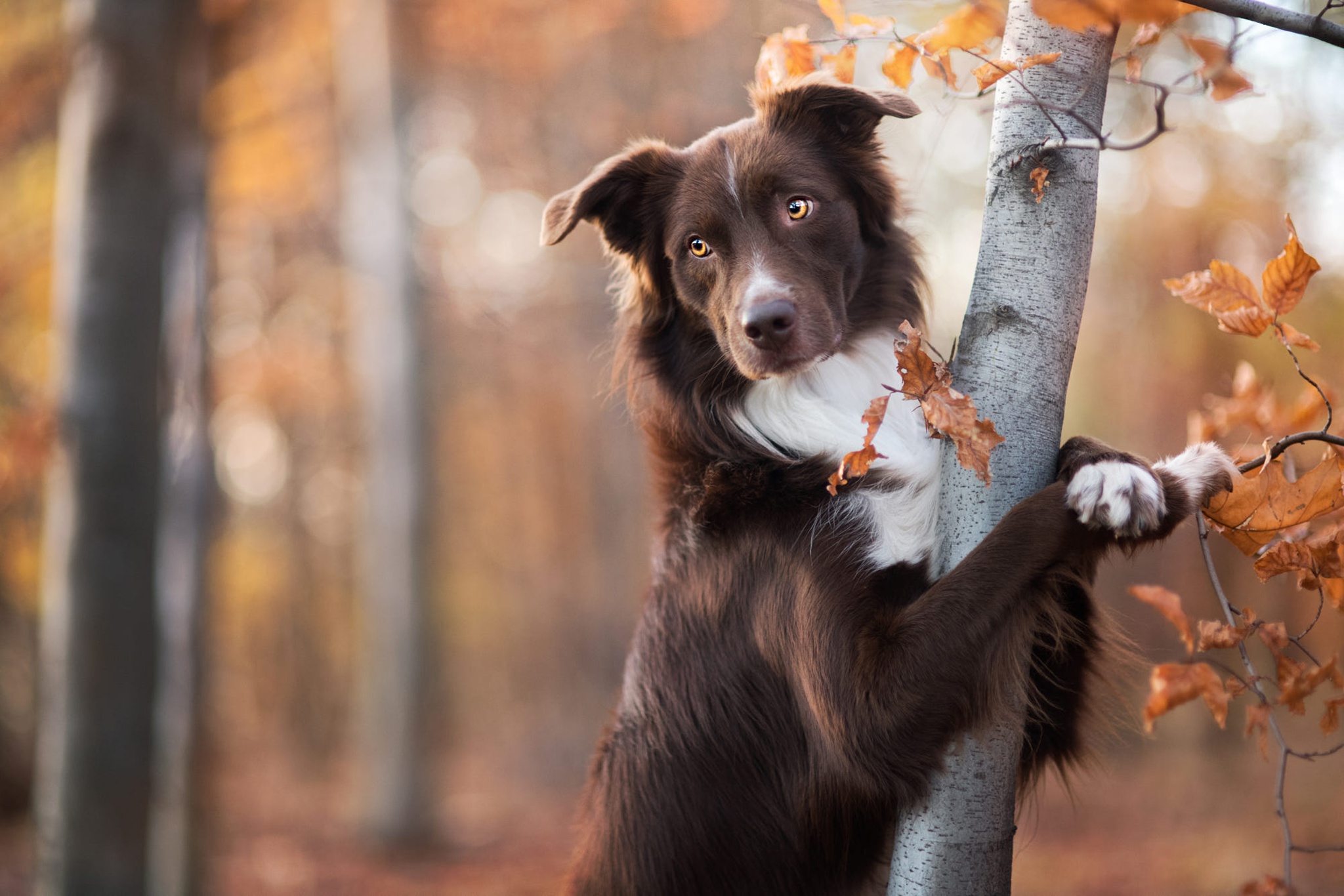 Free download wallpaper Dogs, Dog, Animal, Border Collie, Depth Of Field on your PC desktop