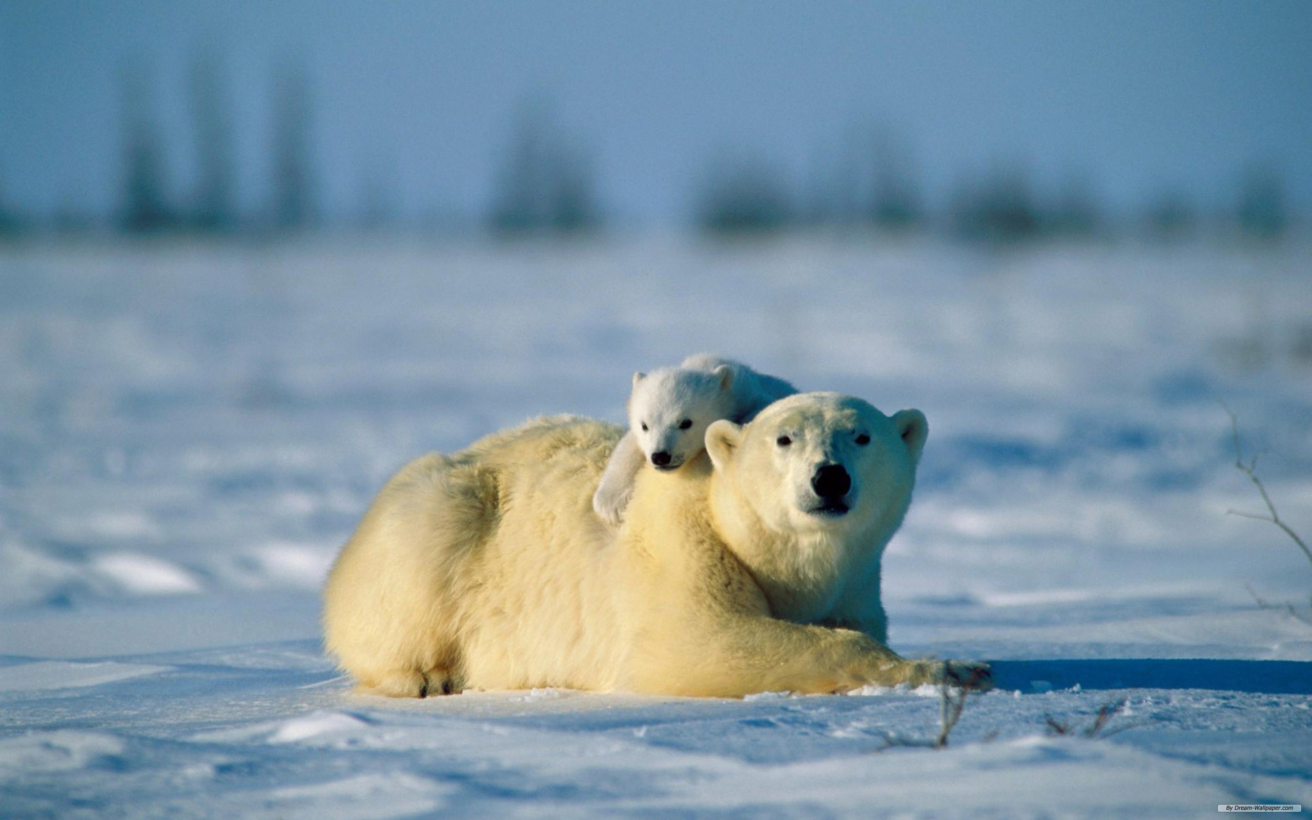 175315 descargar fondo de pantalla animales, oso polar, osos: protectores de pantalla e imágenes gratis