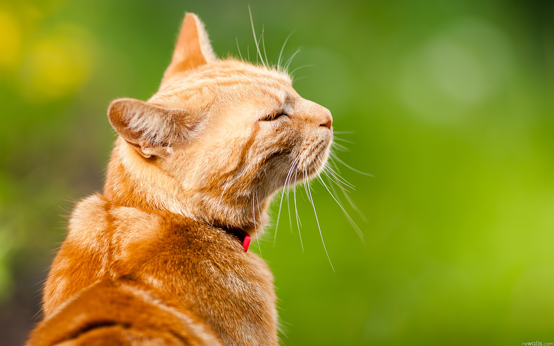 無料モバイル壁紙動物, ネコ, 猫をダウンロードします。