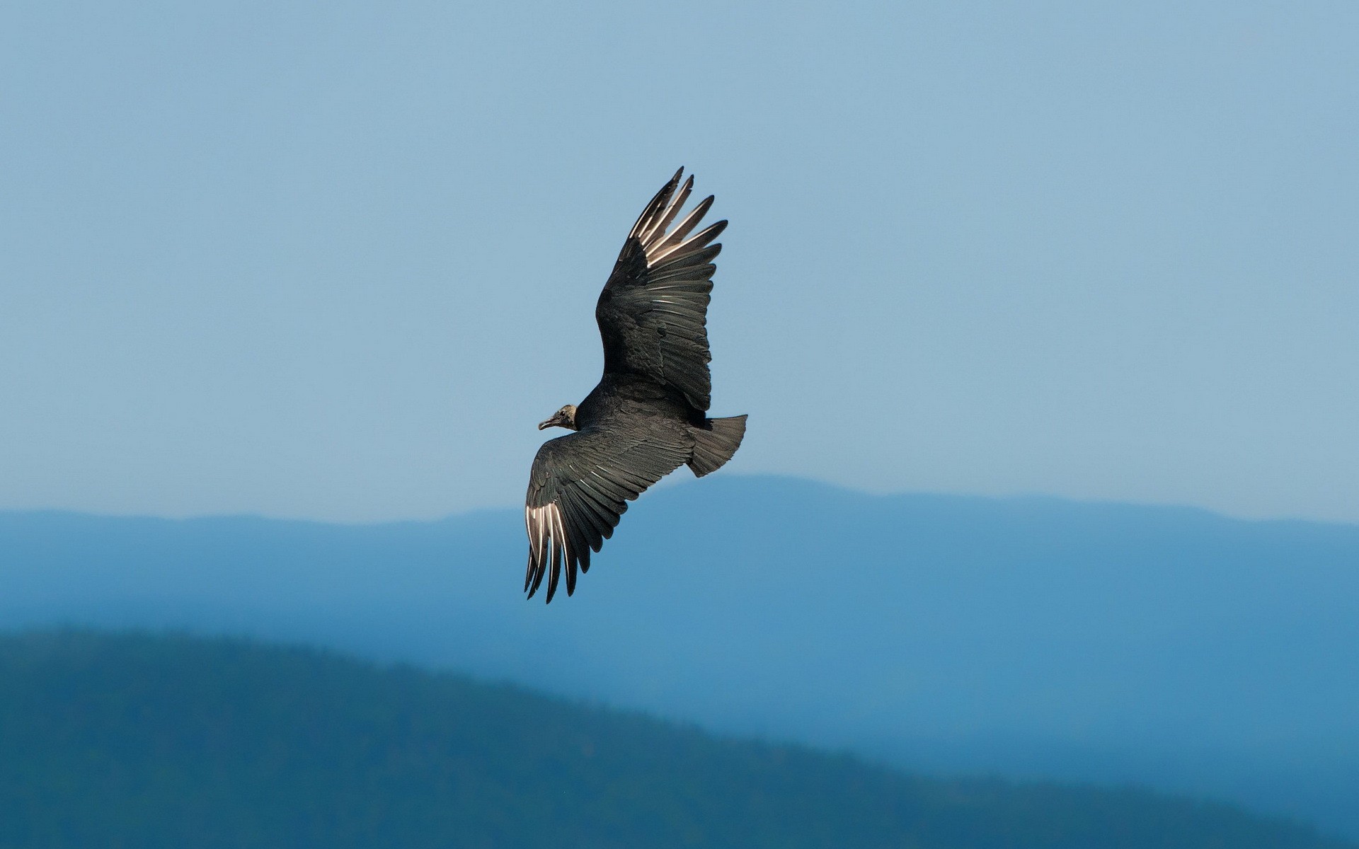 309730 télécharger l'image animaux, vautour, des oiseaux - fonds d'écran et économiseurs d'écran gratuits