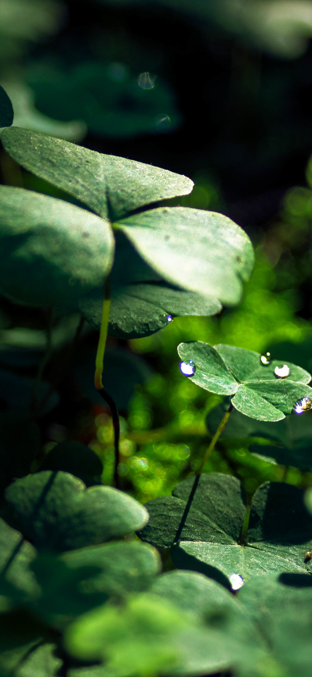 Download mobile wallpaper Nature, Macro, Earth, Clover, Water Drop, Greenery for free.