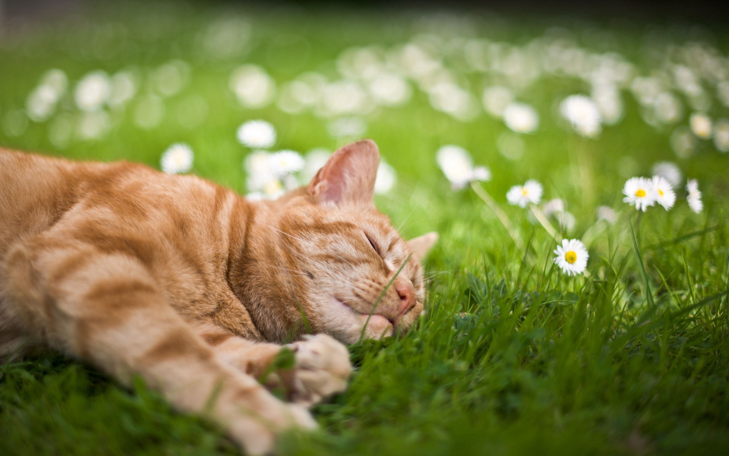 Download mobile wallpaper To Lie Down, Dream, Sleep, Lie, Flowers, Grass, Cat, Animals for free.