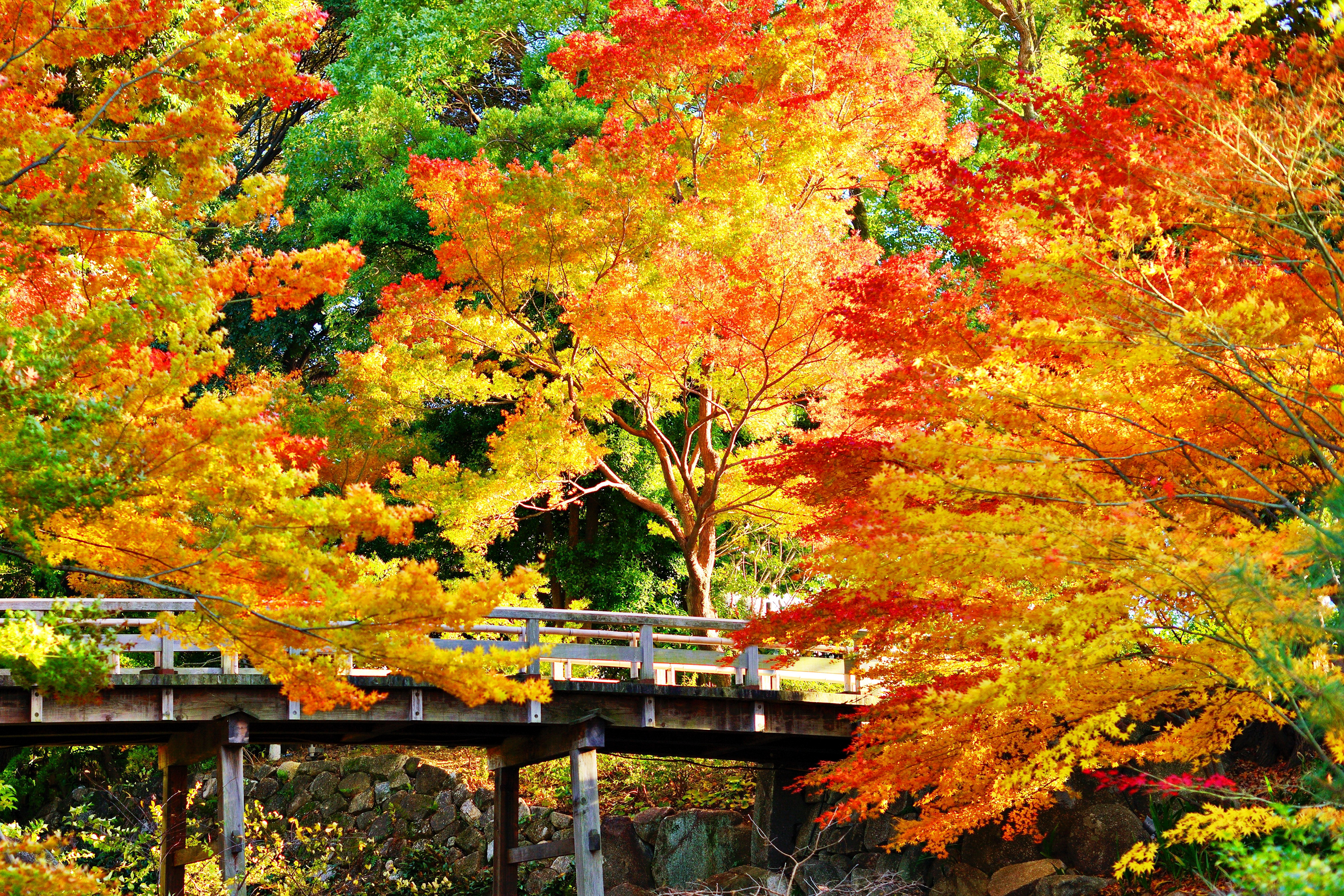 無料モバイル壁紙橋, 木, 秋, 葉, カラフル, 写真撮影をダウンロードします。