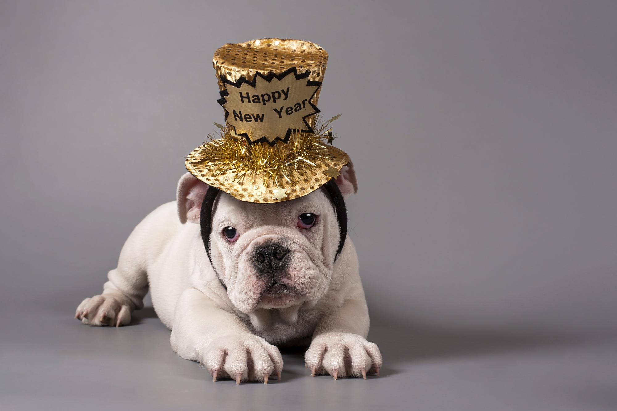 Download mobile wallpaper Dogs, Dog, Animal, Puppy, Hat, English Bulldog, Baby Animal for free.