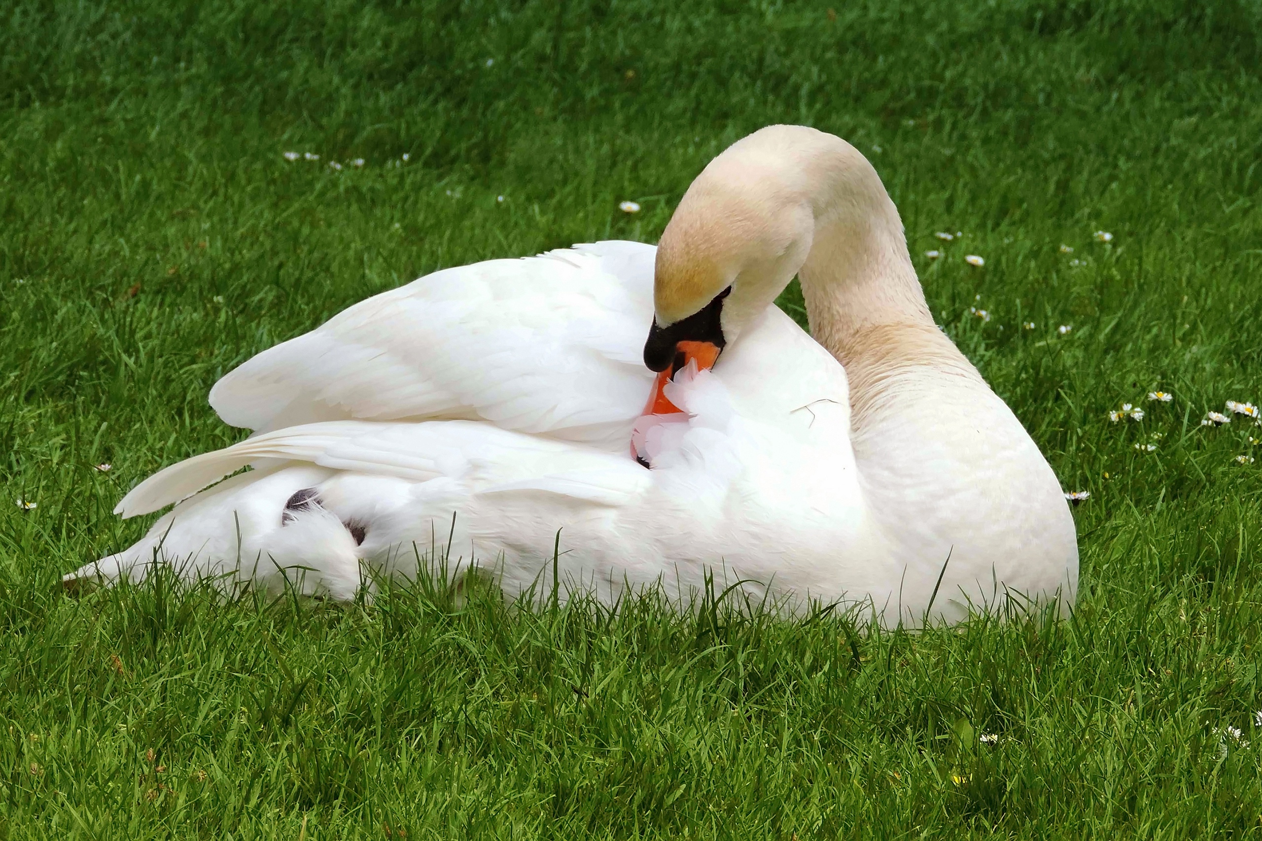 Baixar papel de parede para celular de Animais, Aves, Pássaro, Cisne, Cisne Mudo gratuito.