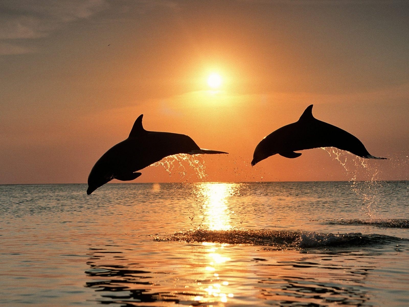 animals, sunset, dolfins, sea, orange