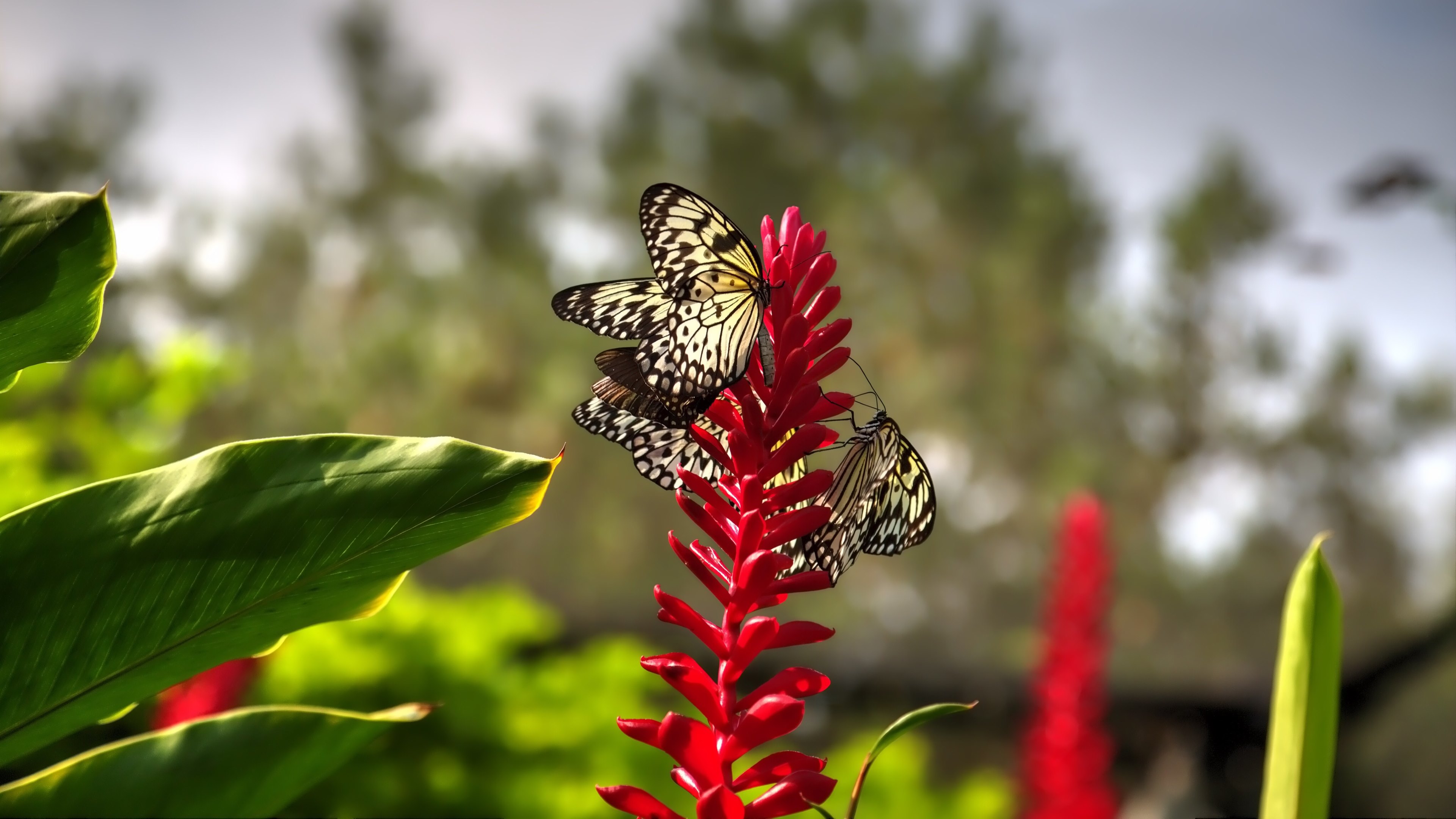 Download mobile wallpaper Flower, Butterfly, Animal for free.