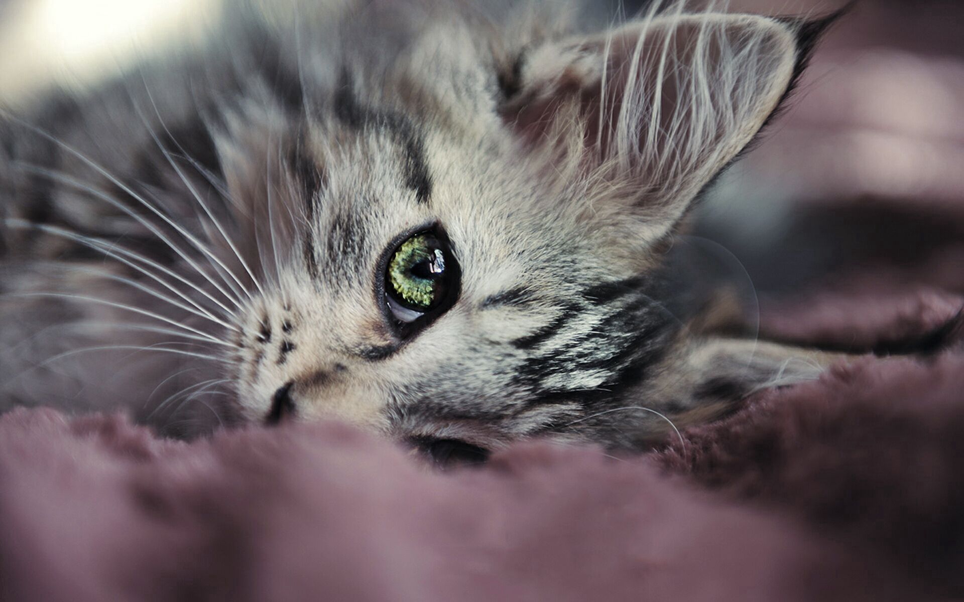 Download mobile wallpaper Sight, Muzzle, Opinion, Sweetheart, Animals, Kitty, Nice, Kitten, Eyes for free.
