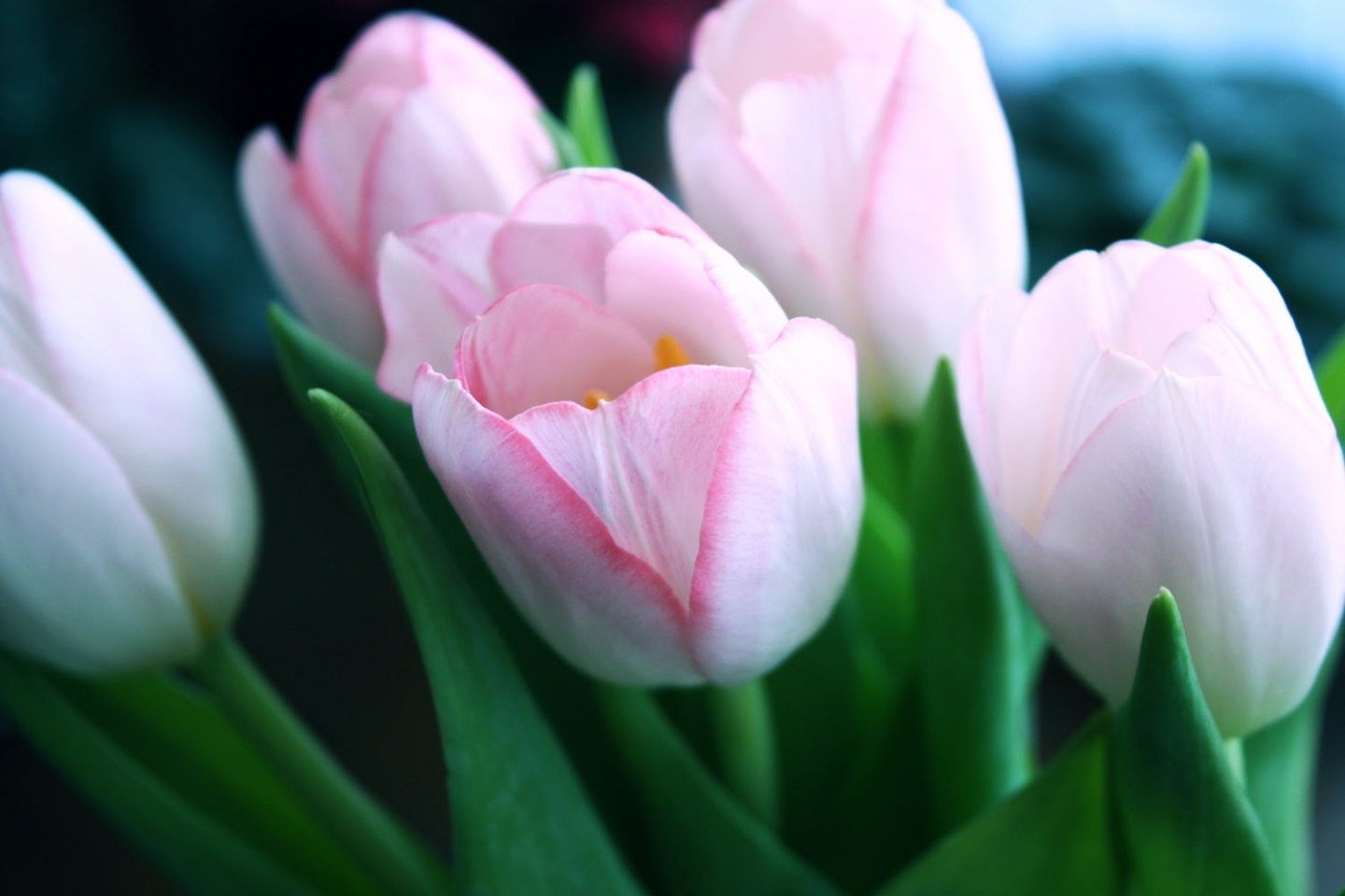Завантажити шпалери безкоштовно Рослини, Квіти, Тюльпани картинка на робочий стіл ПК