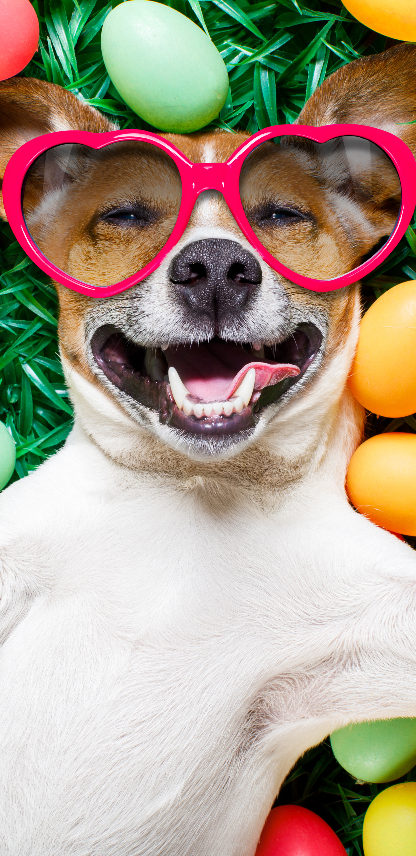 Download mobile wallpaper Dog, Smile, Sunglasses, Humor, Easter Egg for free.