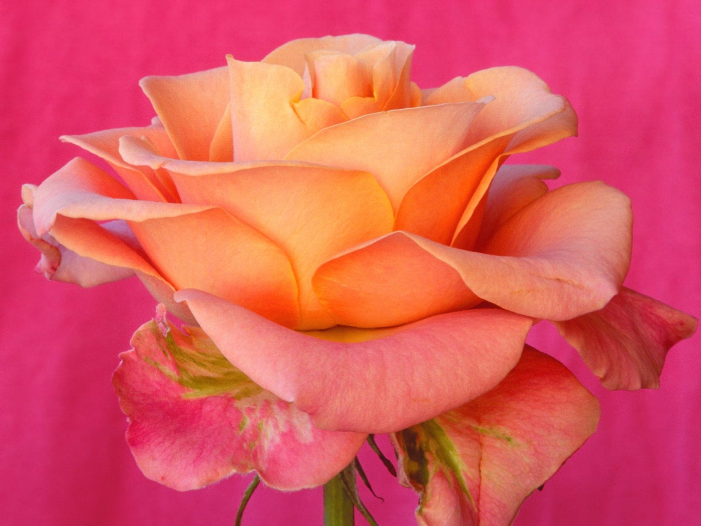 Téléchargez gratuitement l'image Fleurs, Plantes, Roses sur le bureau de votre PC
