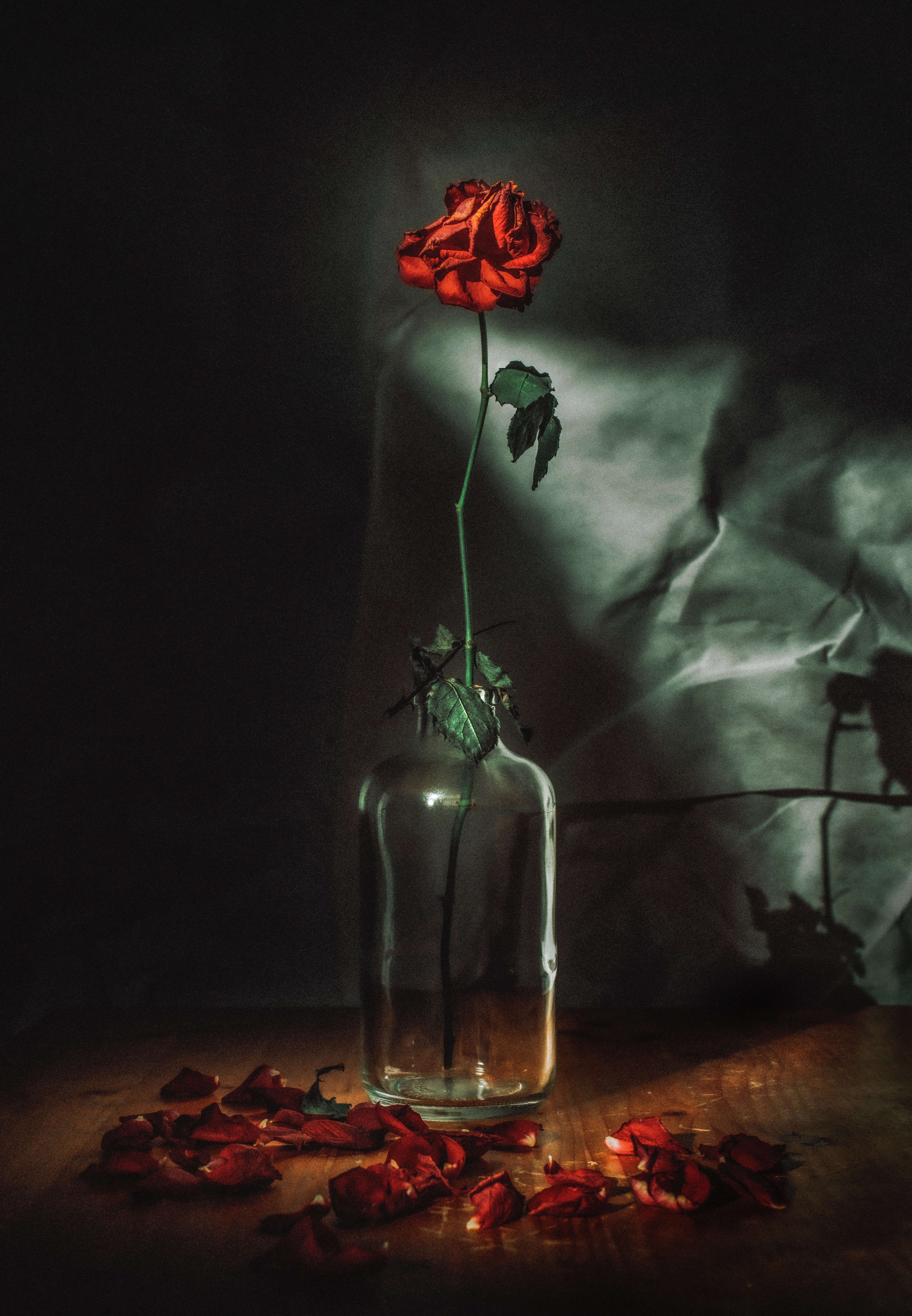 rose flower, flowers, red, flower, rose, petals, vase High Definition image
