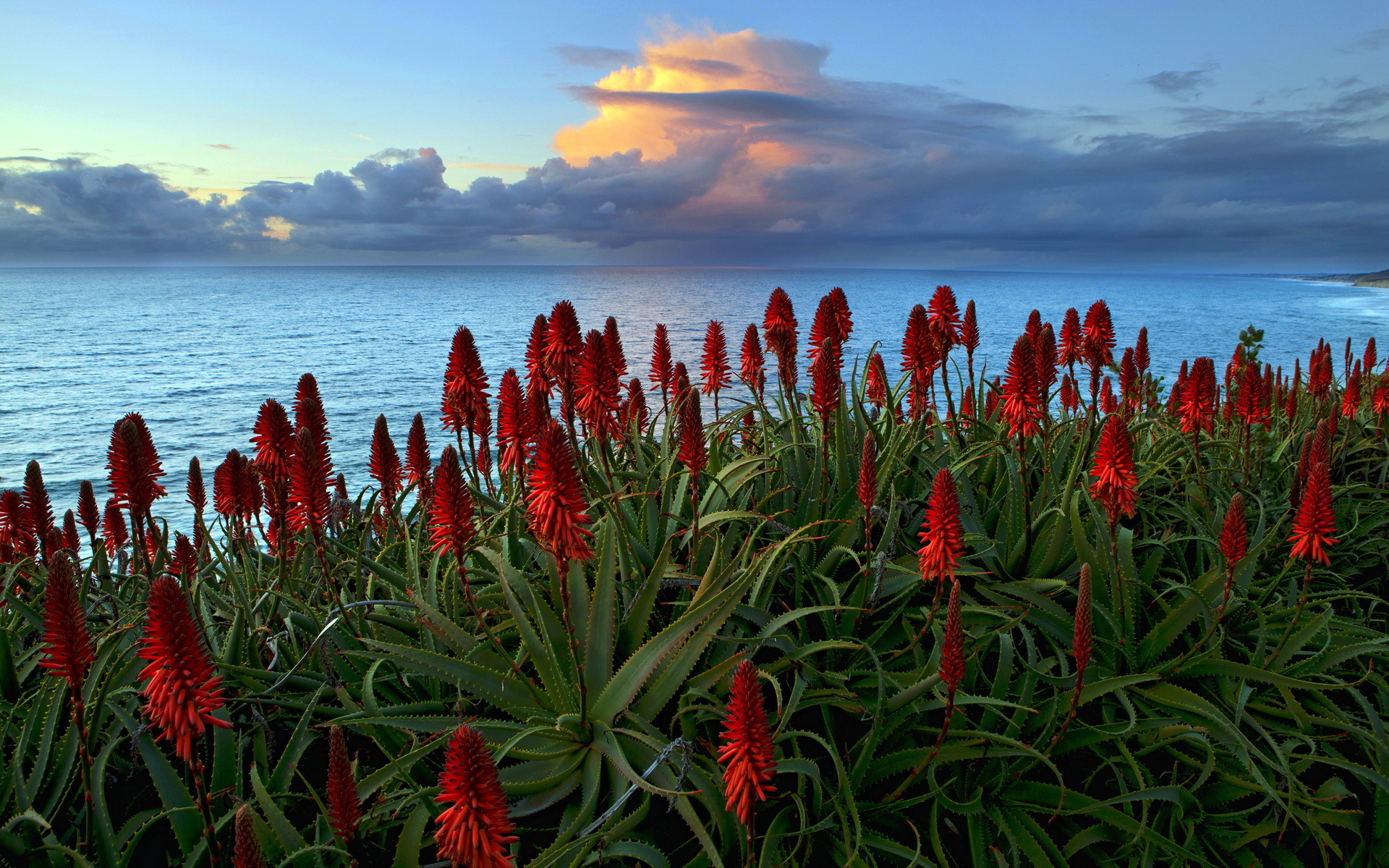 Free download wallpaper Sea, Landscape, Flowers on your PC desktop