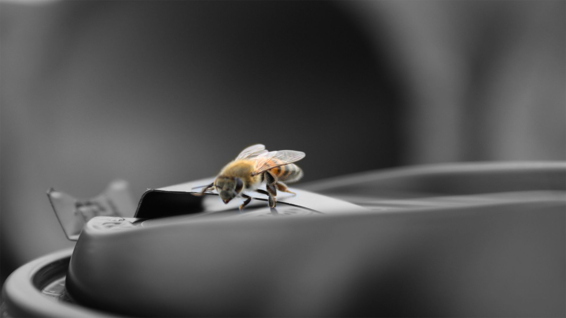 Free download wallpaper Macro, Surface, Flight, Bee on your PC desktop