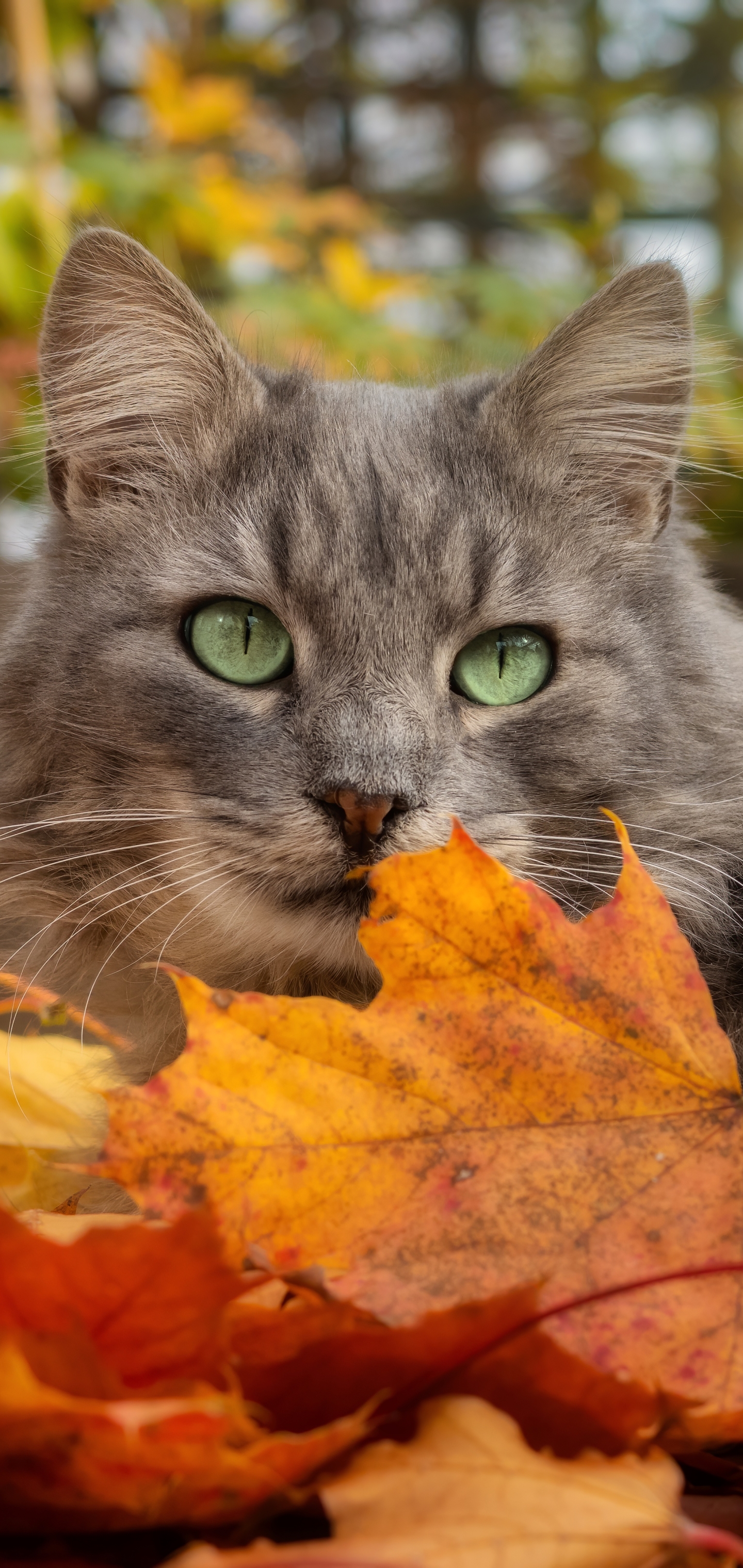 Descarga gratuita de fondo de pantalla para móvil de Animales, Gatos, Gato, Hoja.