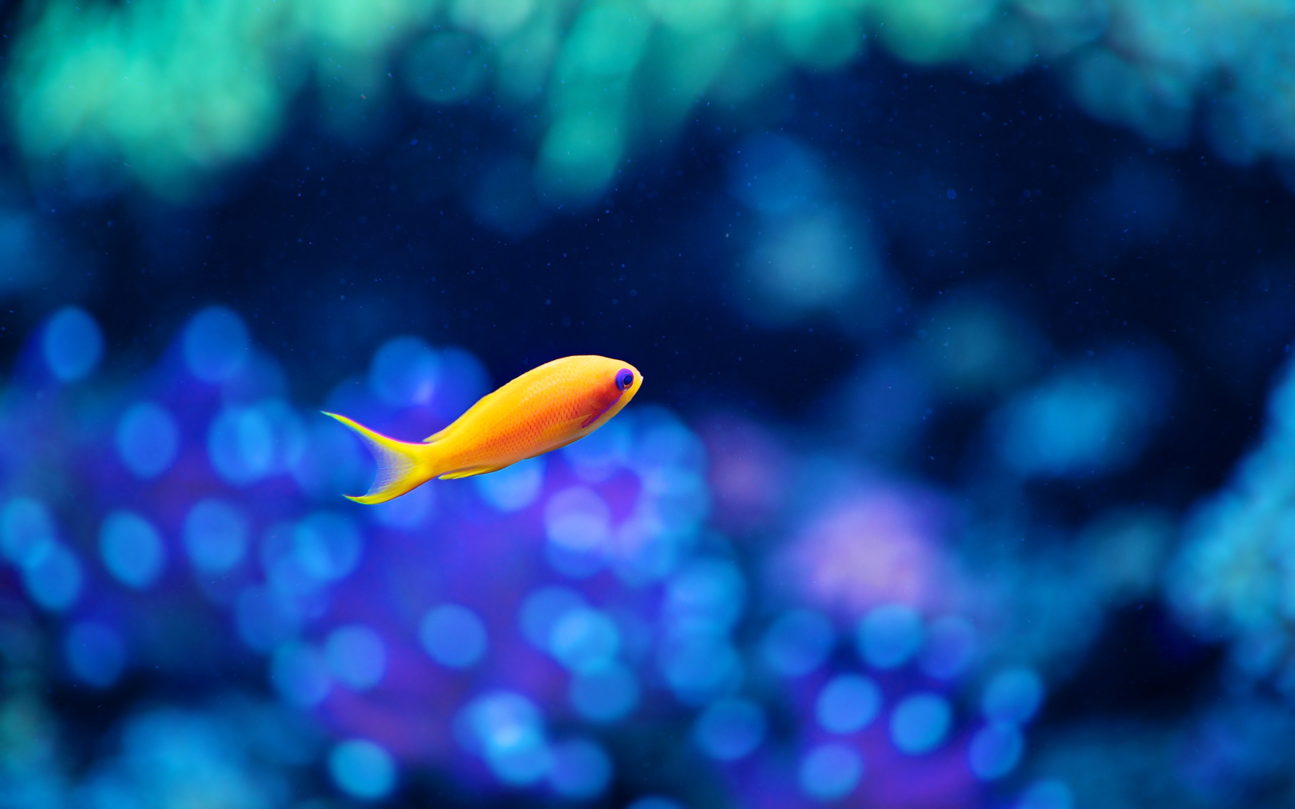 Download mobile wallpaper Fishes, Fish, Animal for free.