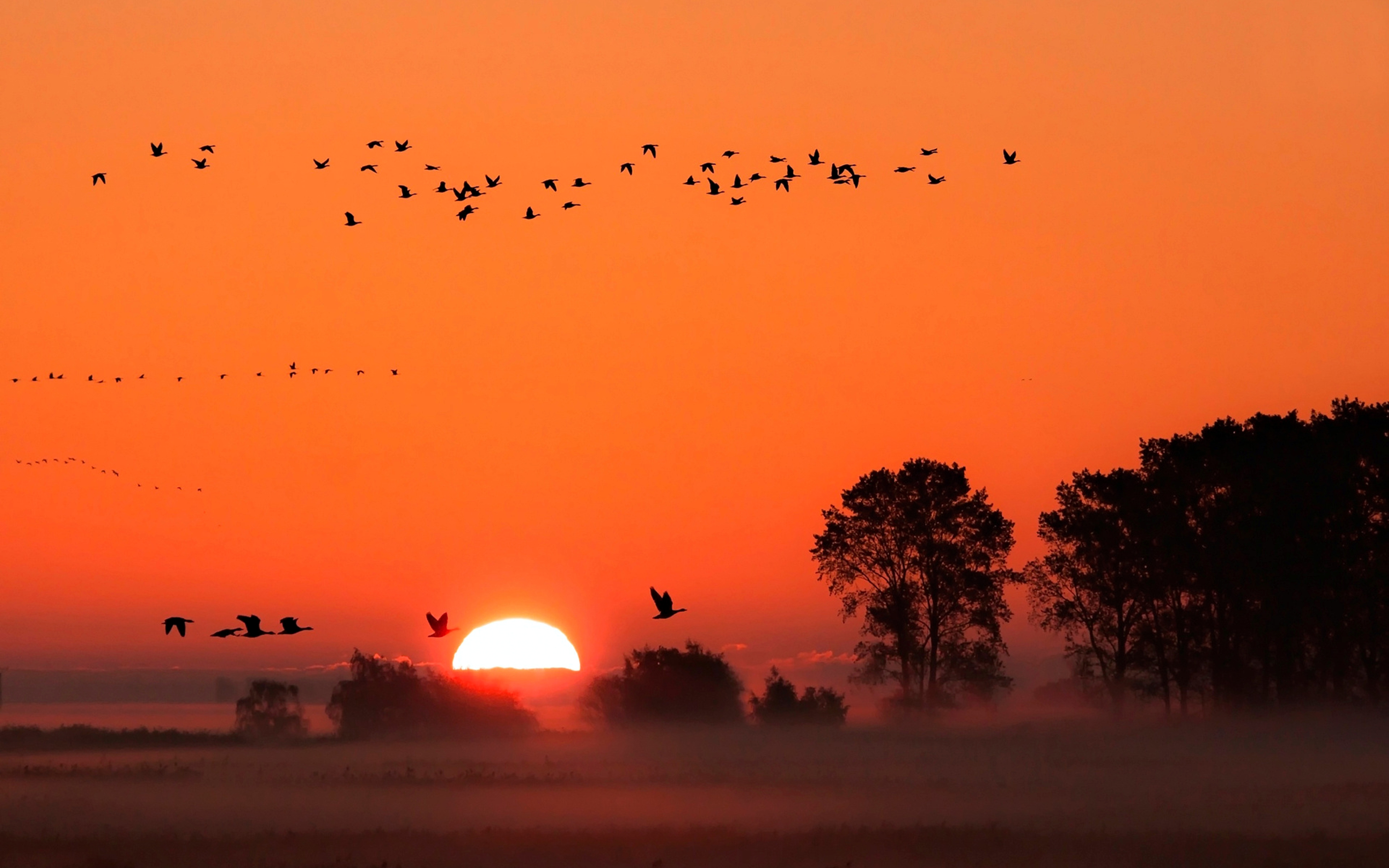 Descarga gratis la imagen Paisaje, Naturaleza, Árbol, Ave, Atardecer, Tierra/naturaleza en el escritorio de tu PC