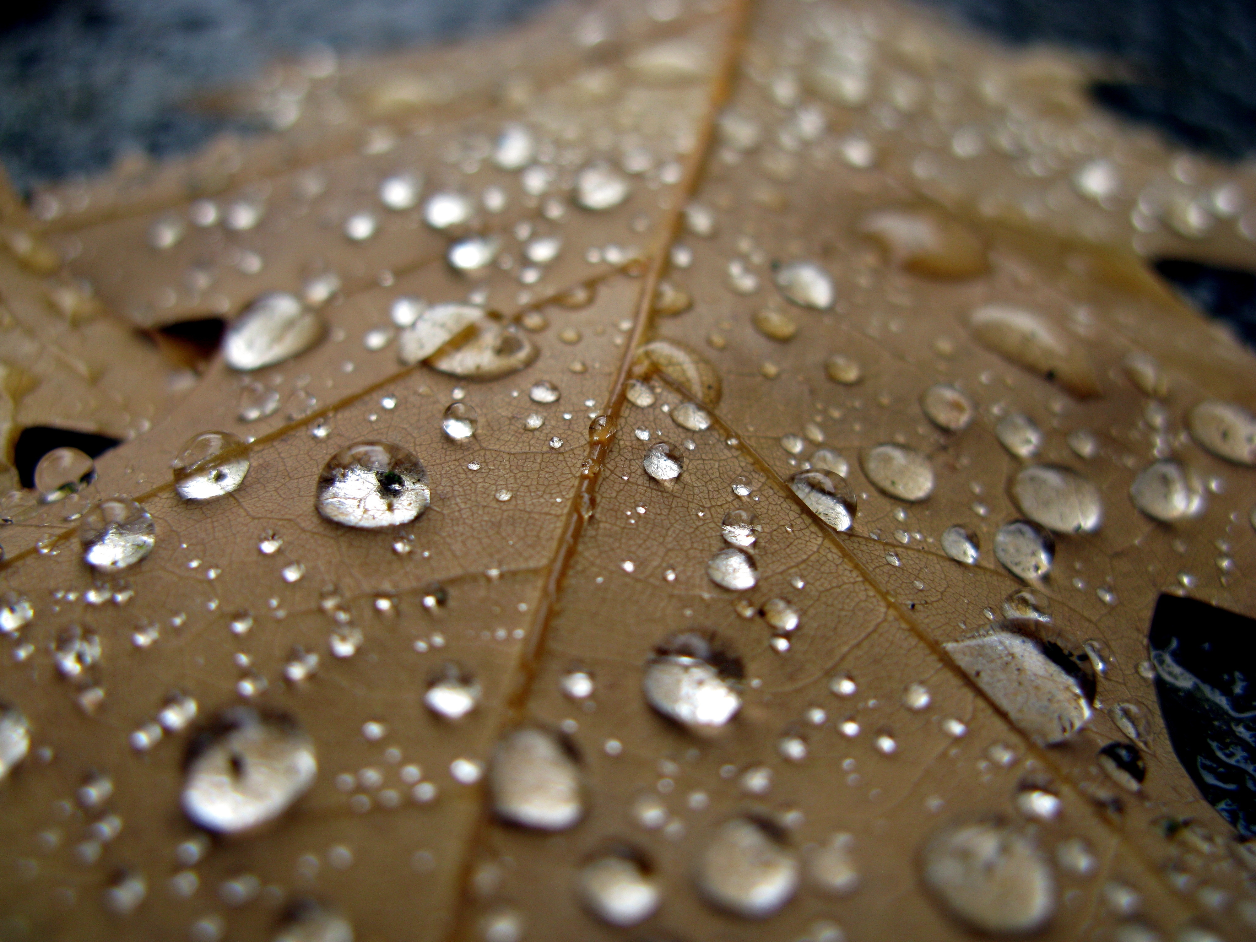 brown, drop, macro, sheet, leaf