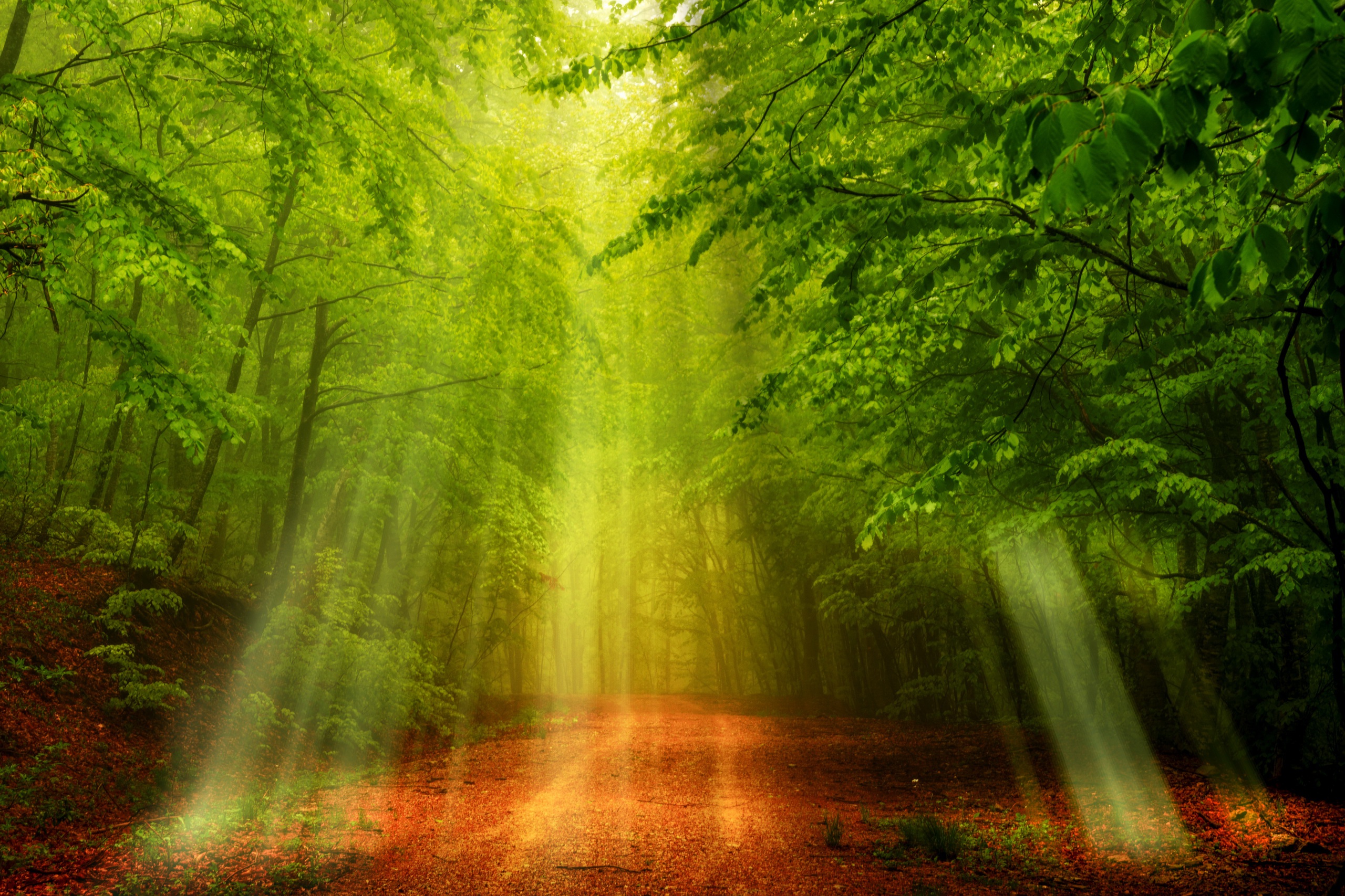 Free download wallpaper Nature, Forest, Tree, Earth, Sunbeam, Dirt Road on your PC desktop