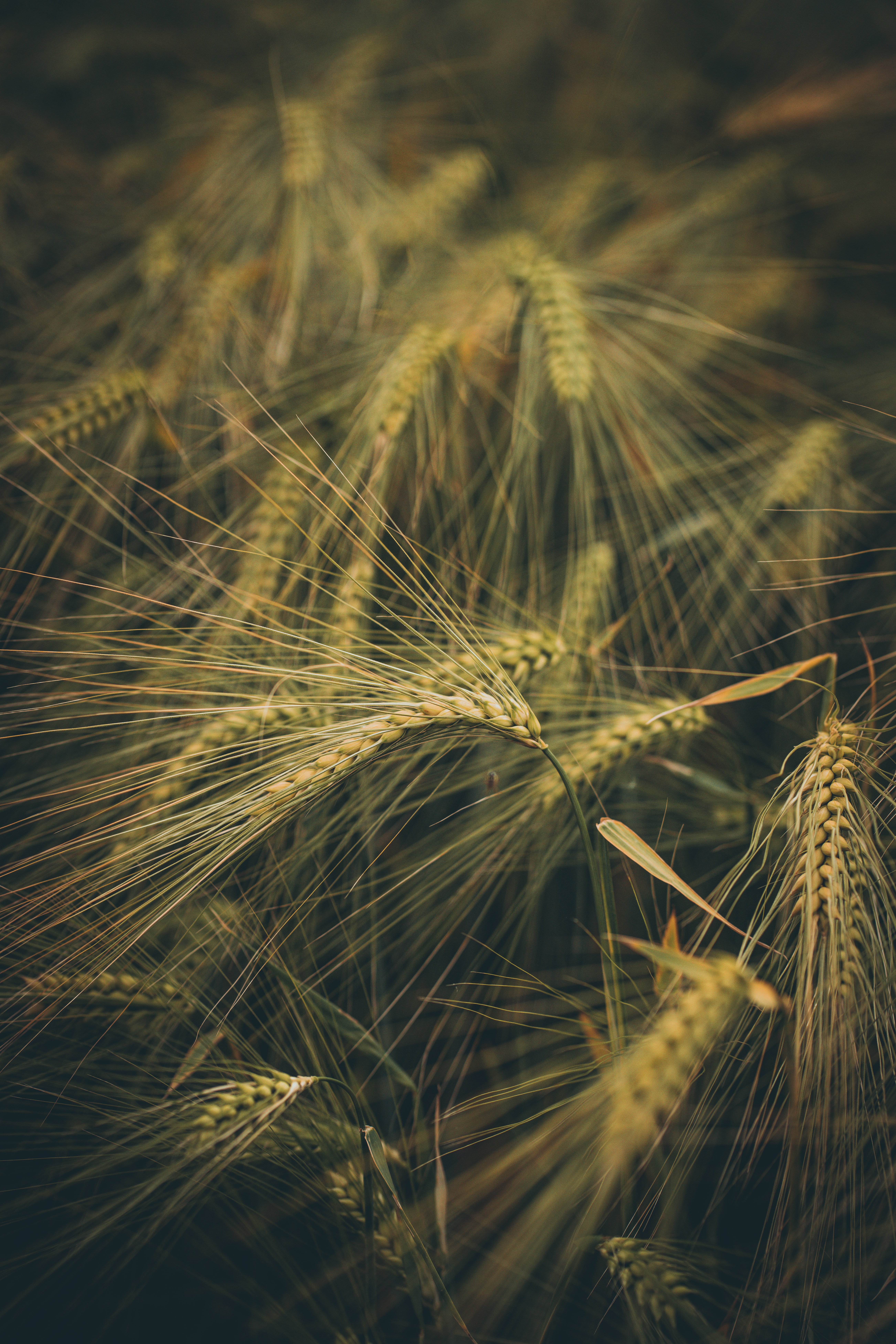 nature, wheat, grass, field, ears, spikes