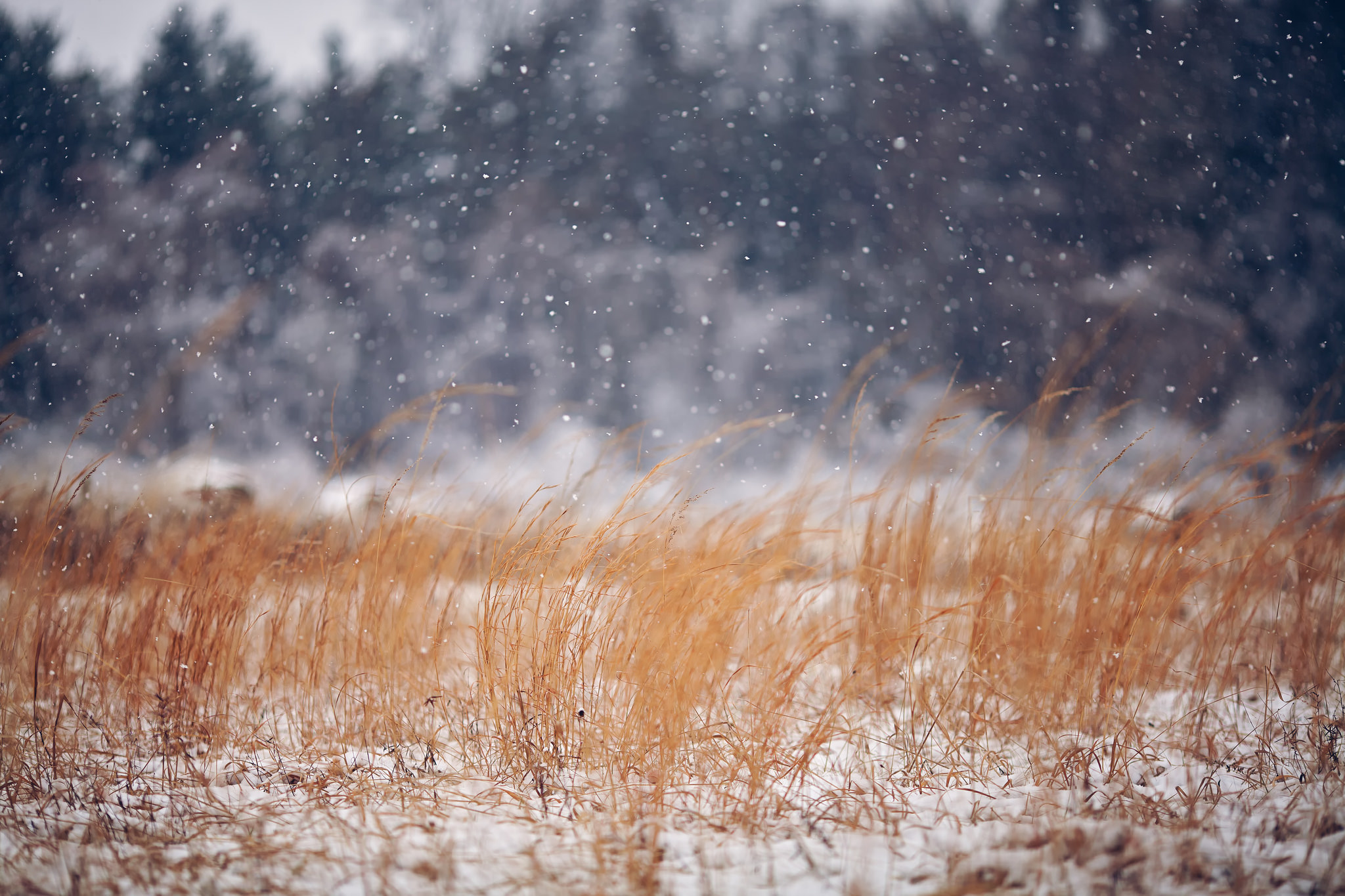 Free download wallpaper Winter, Nature, Grass, Snow, Earth, Field, Snowfall on your PC desktop