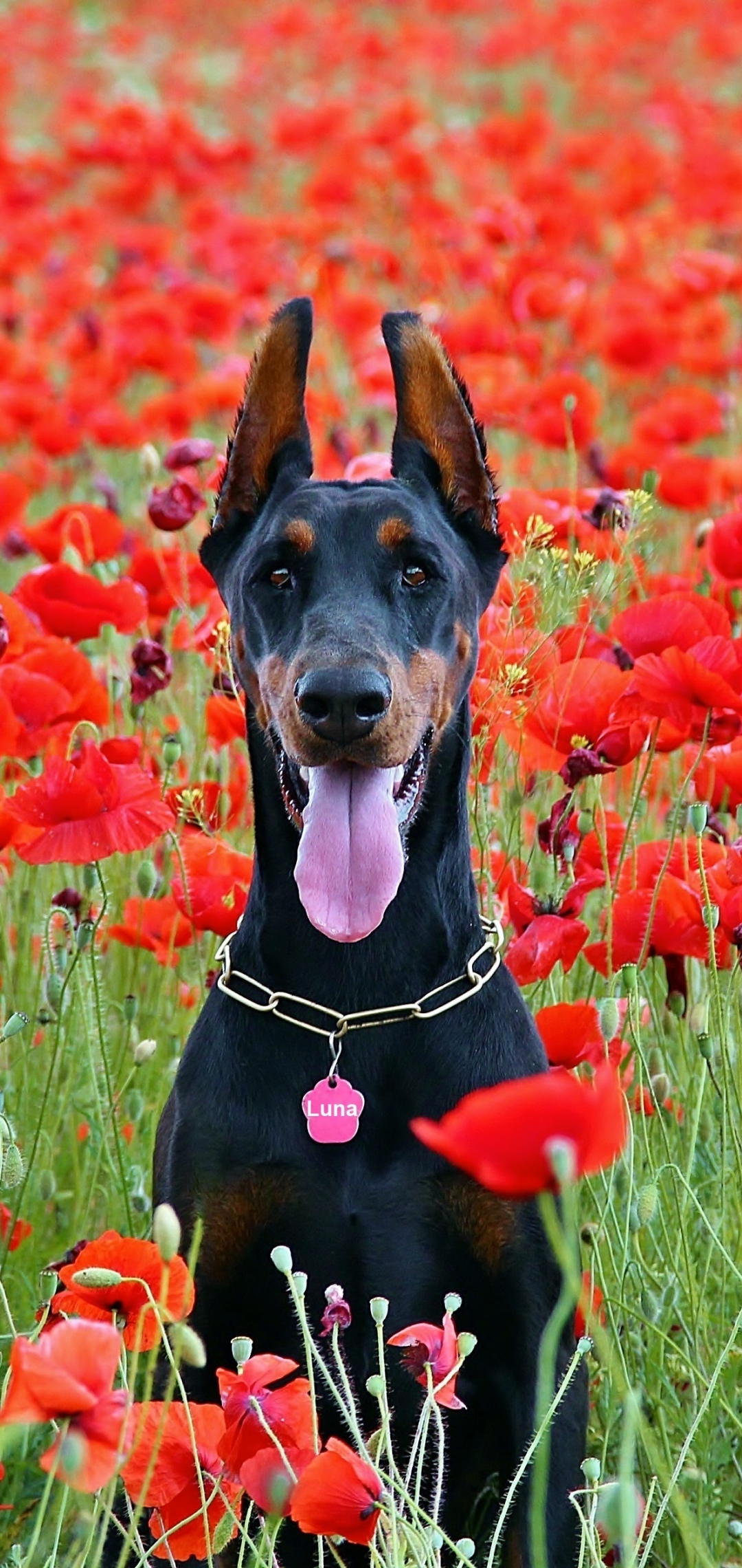 Download mobile wallpaper Dogs, Flower, Dog, Animal, Poppy, Doberman Pinscher for free.