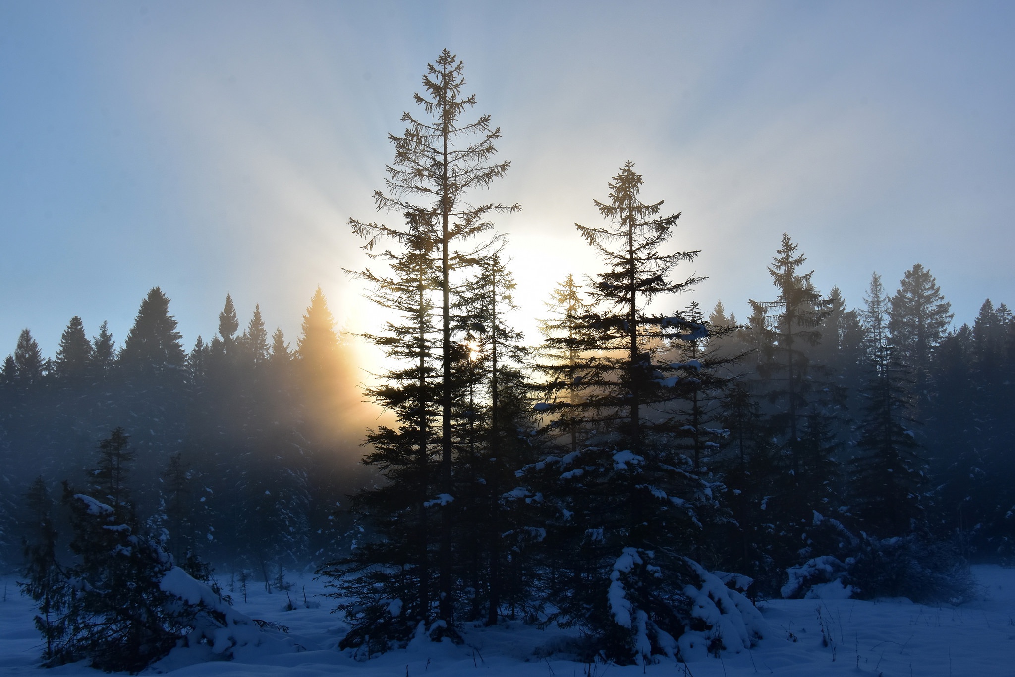 Download mobile wallpaper Winter, Nature, Snow, Tree, Sunrise, Earth, Sunbeam for free.