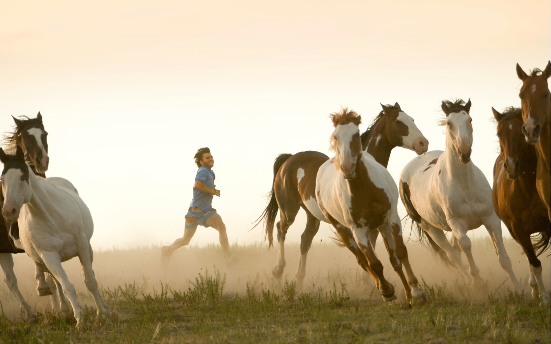 Laden Sie das Tiere, Pferde-Bild kostenlos auf Ihren PC-Desktop herunter
