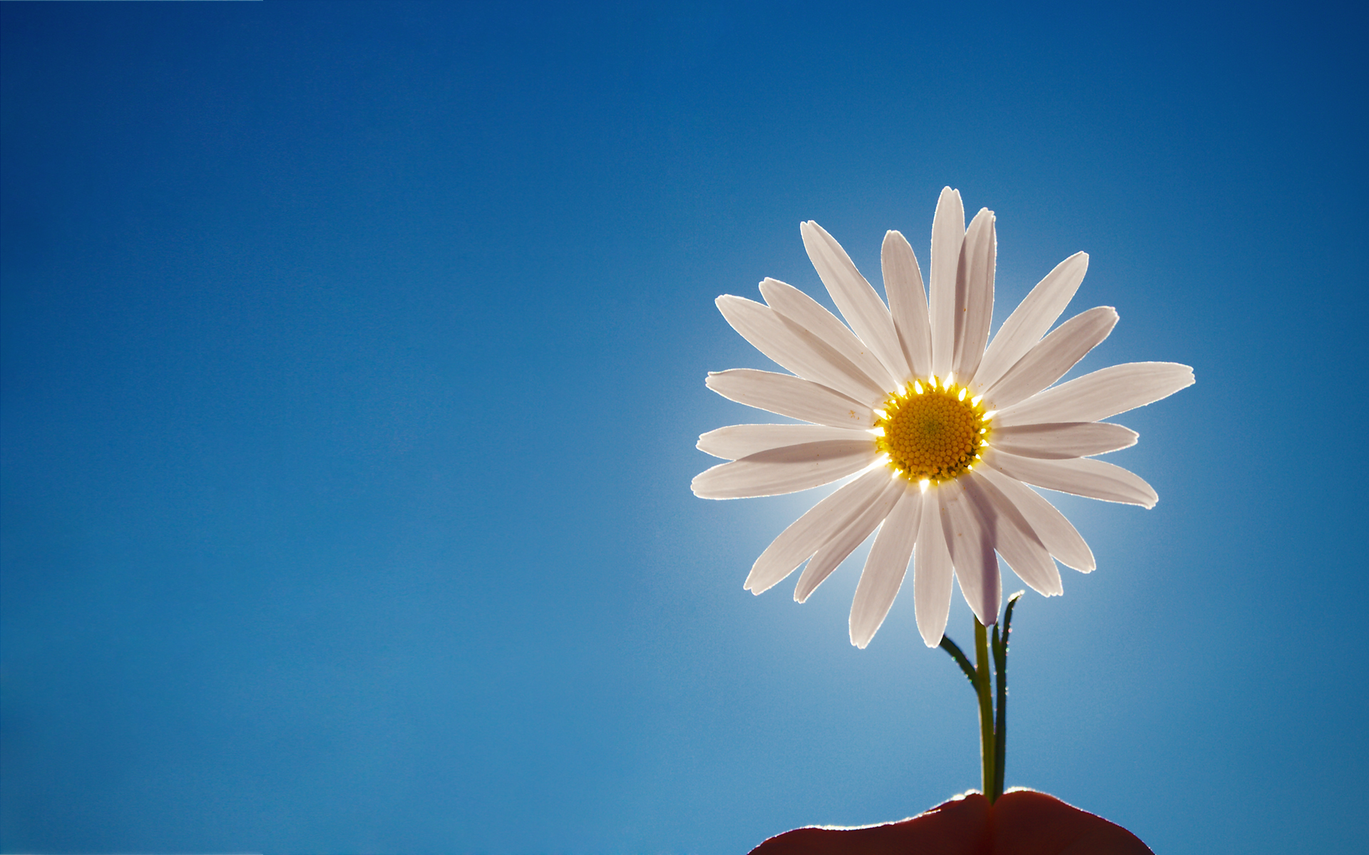 Download mobile wallpaper Flowers, Flower, Sunrise, Earth, Daisy, White Flower, Sunshine for free.