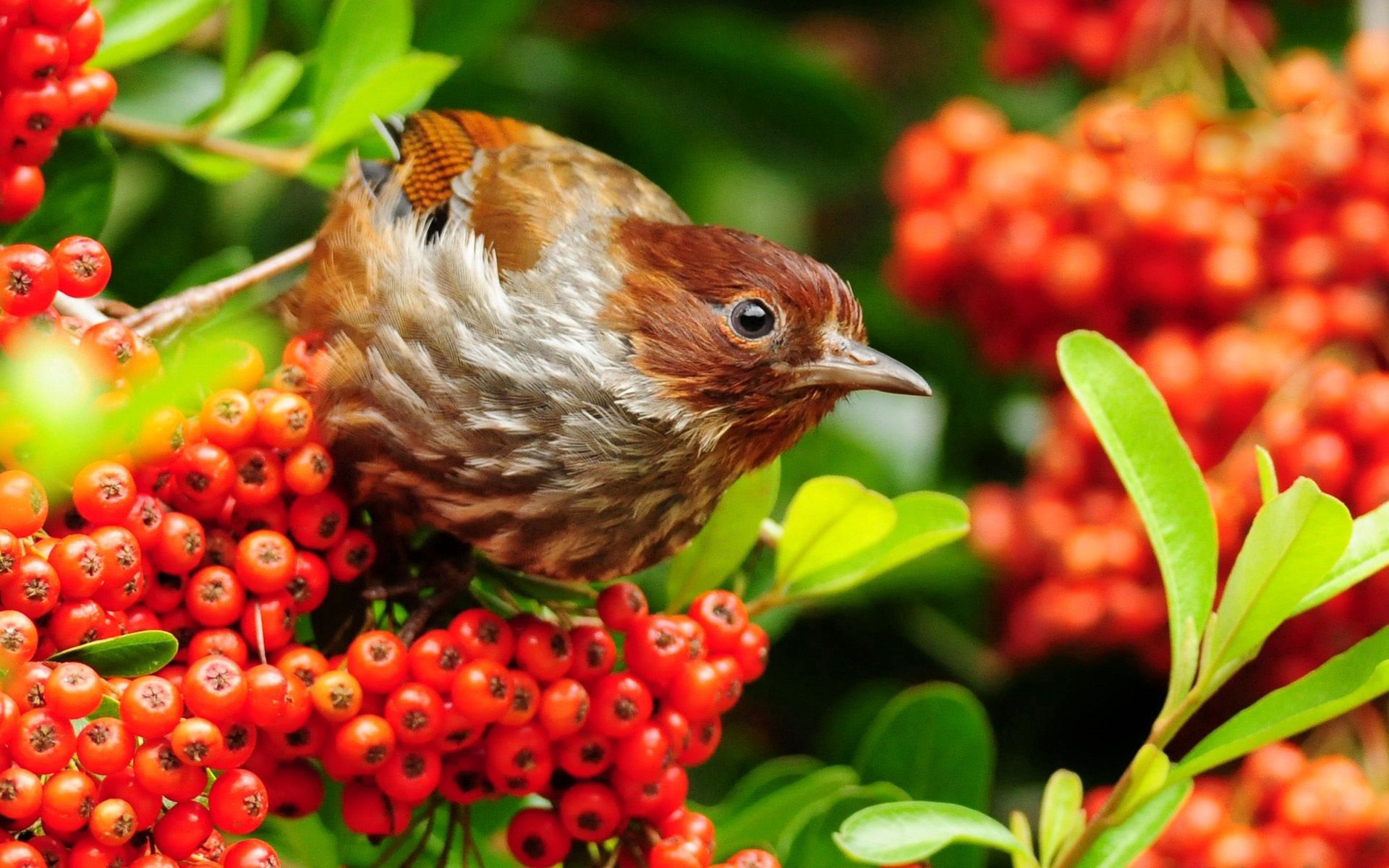 Free download wallpaper Animals, Flowers, Bird, Sparrow, Branches, Rowan on your PC desktop