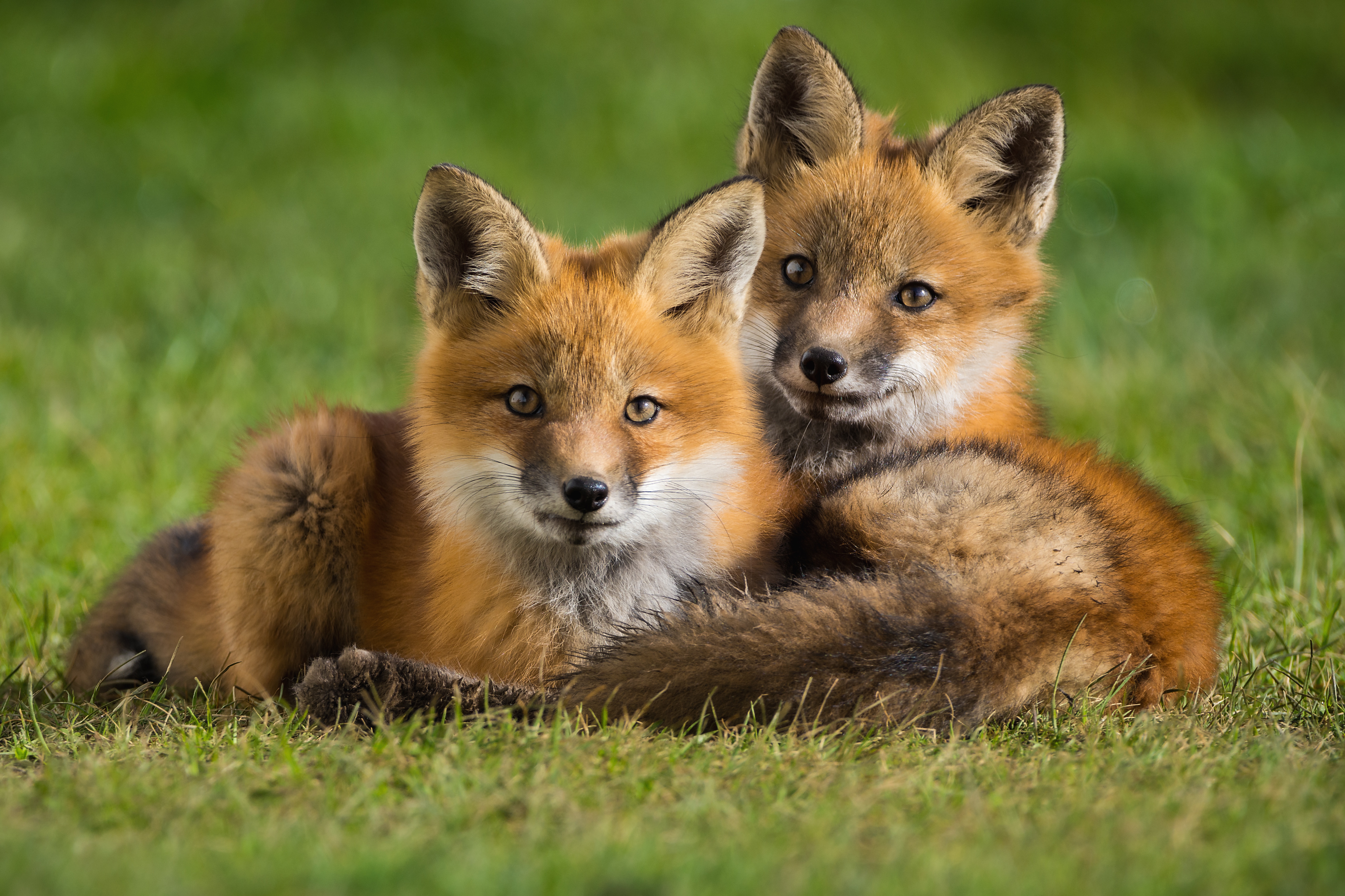 Free download wallpaper Fox, Animal, Baby Animal, Cub on your PC desktop