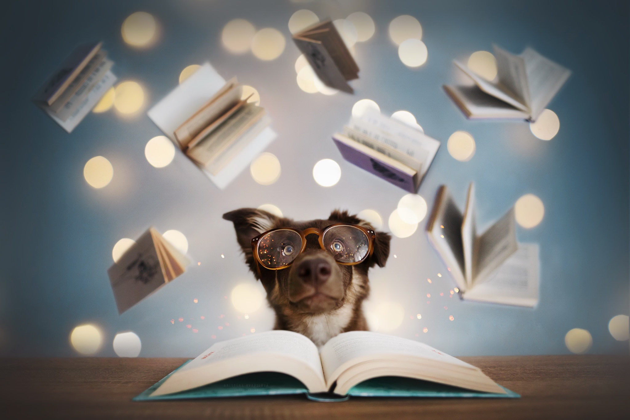 Download mobile wallpaper Dogs, Dog, Animal, Book, Manipulation for free.