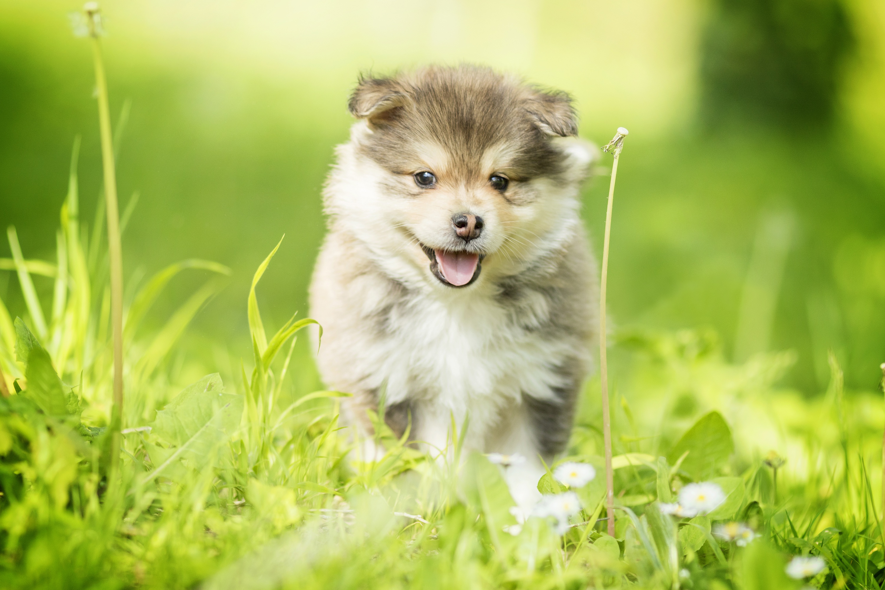 Download mobile wallpaper Dogs, Dog, Animal, Puppy, Finnish Lapphund for free.