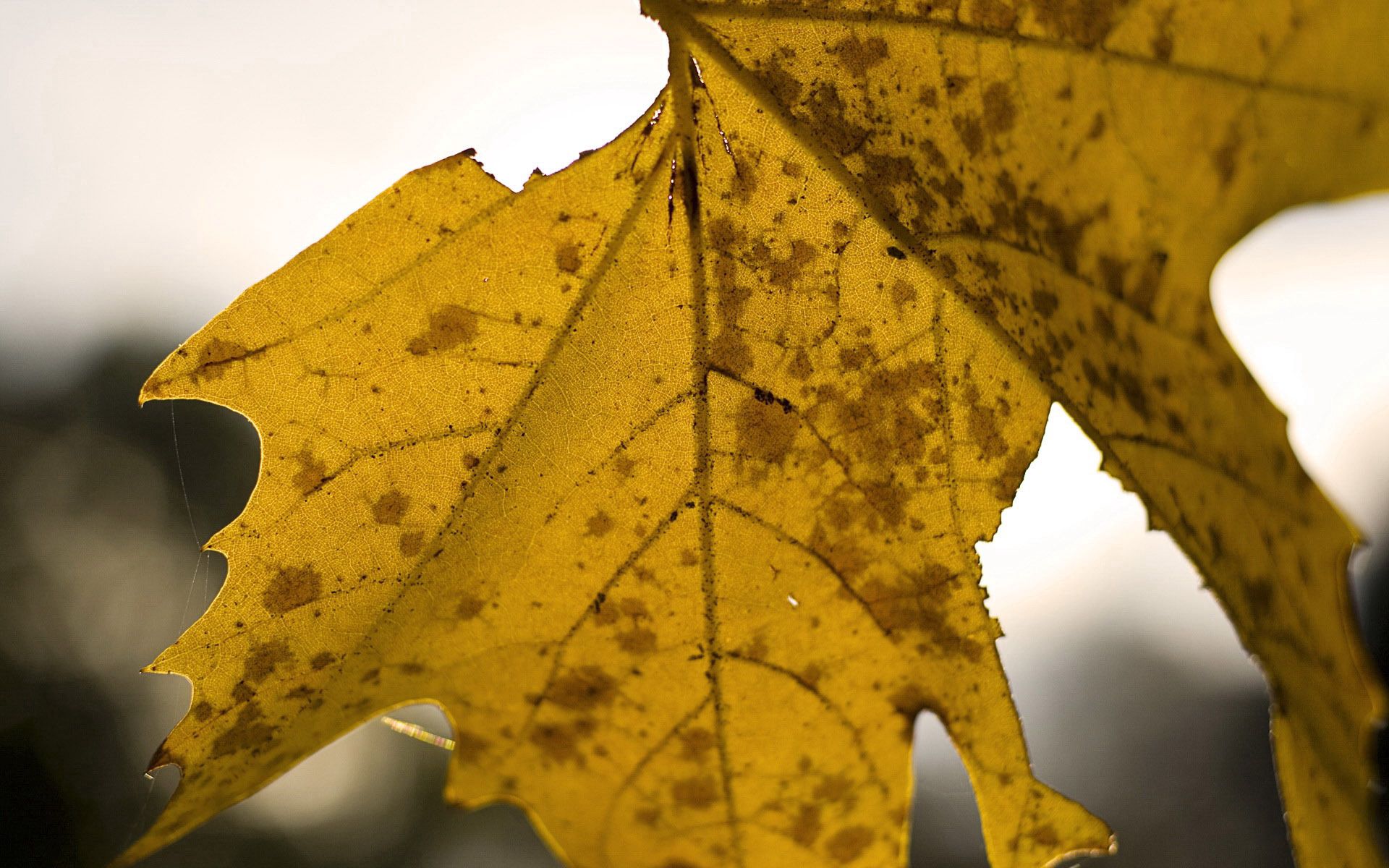 Download mobile wallpaper Macro, Sheet, Dry, Leaf, Maple, Autumn for free.
