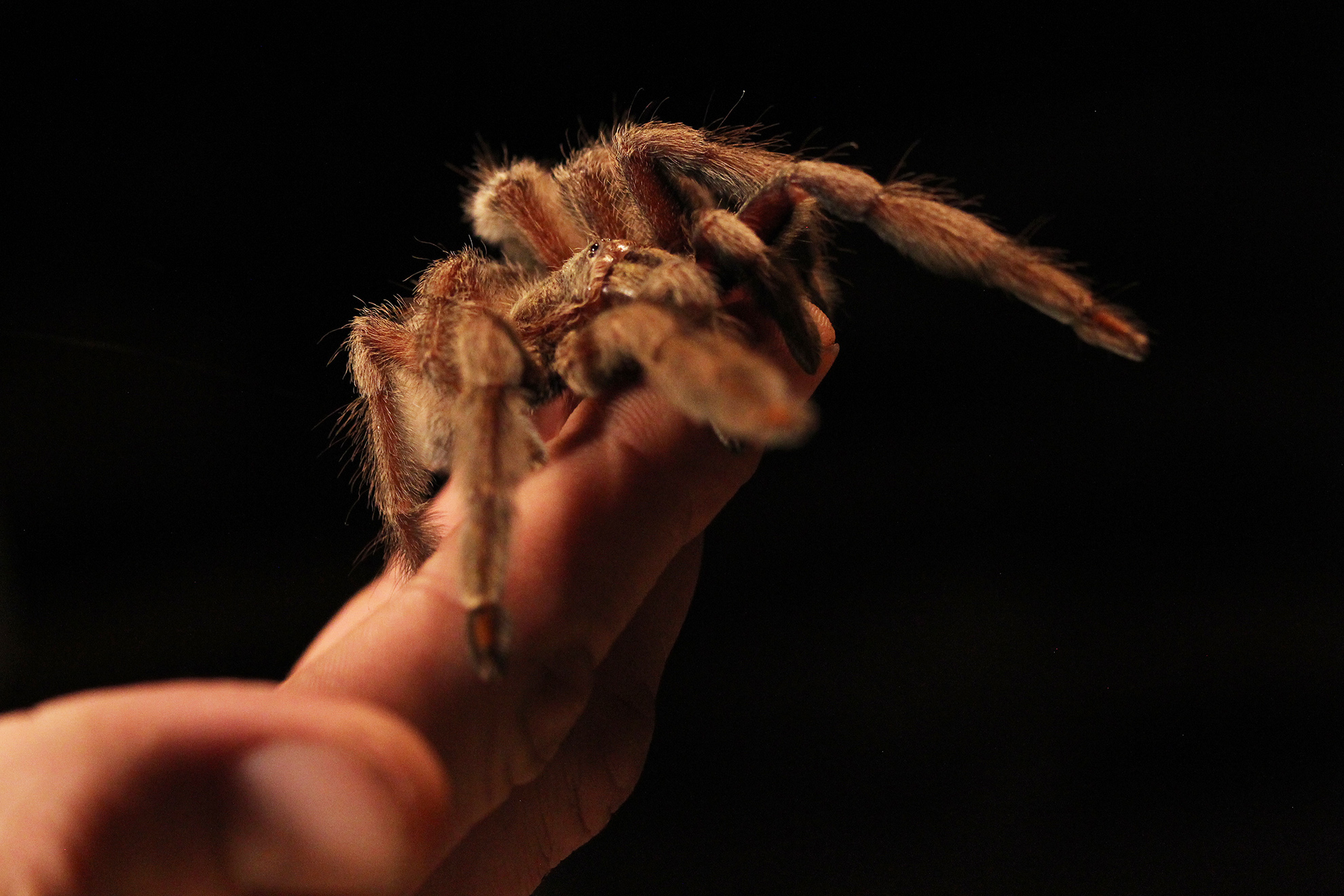 Download mobile wallpaper Spiders, Close Up, Animal, Tarantula, Arachnid for free.