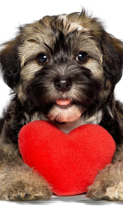 Download mobile wallpaper Dogs, Love, Dog, Animal, Puppy, Heart, Cute for free.