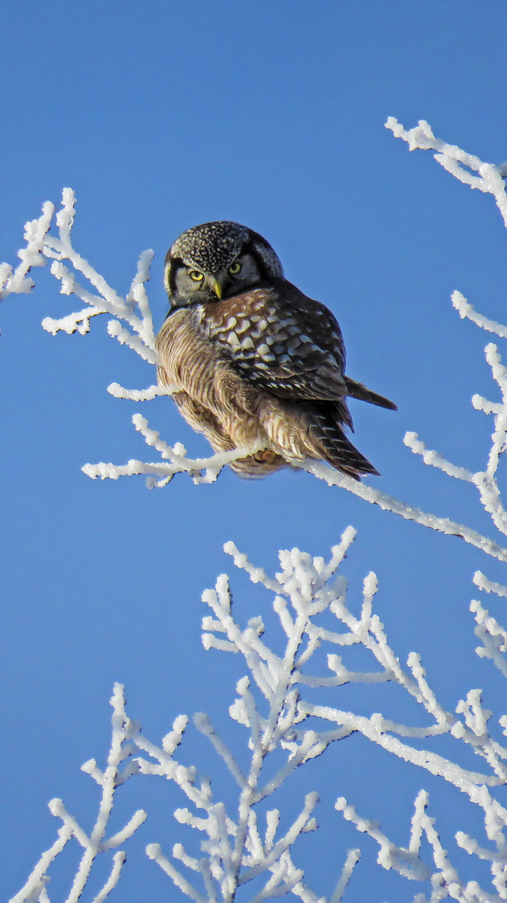 無料モバイル壁紙動物, 冬, 鳥, フクロウ, 雪をダウンロードします。