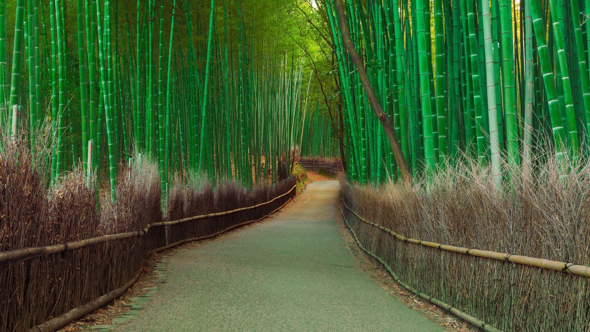 Free download wallpaper Nature, Earth, Path, Bamboo on your PC desktop