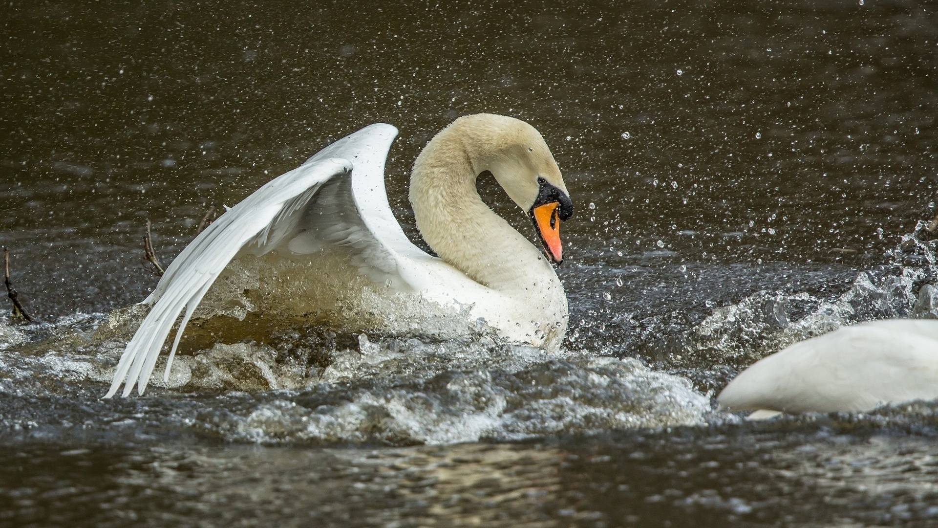 Baixar papel de parede para celular de Cisne Mudo, Aves, Animais gratuito.