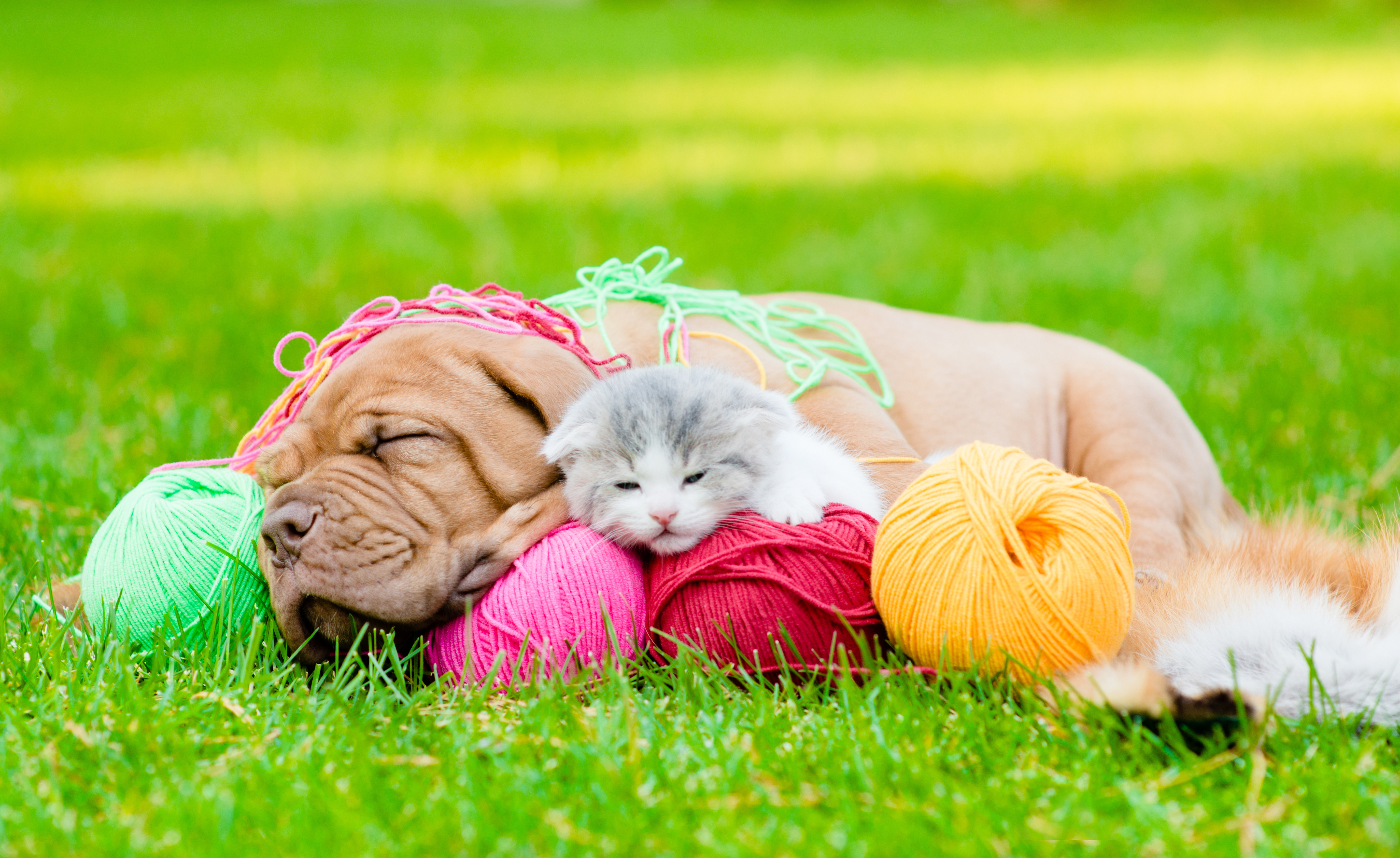 Download mobile wallpaper Grass, Cat, Kitten, Dog, Animal, Puppy, Sleeping, Cute, Baby Animal, Cat & Dog for free.