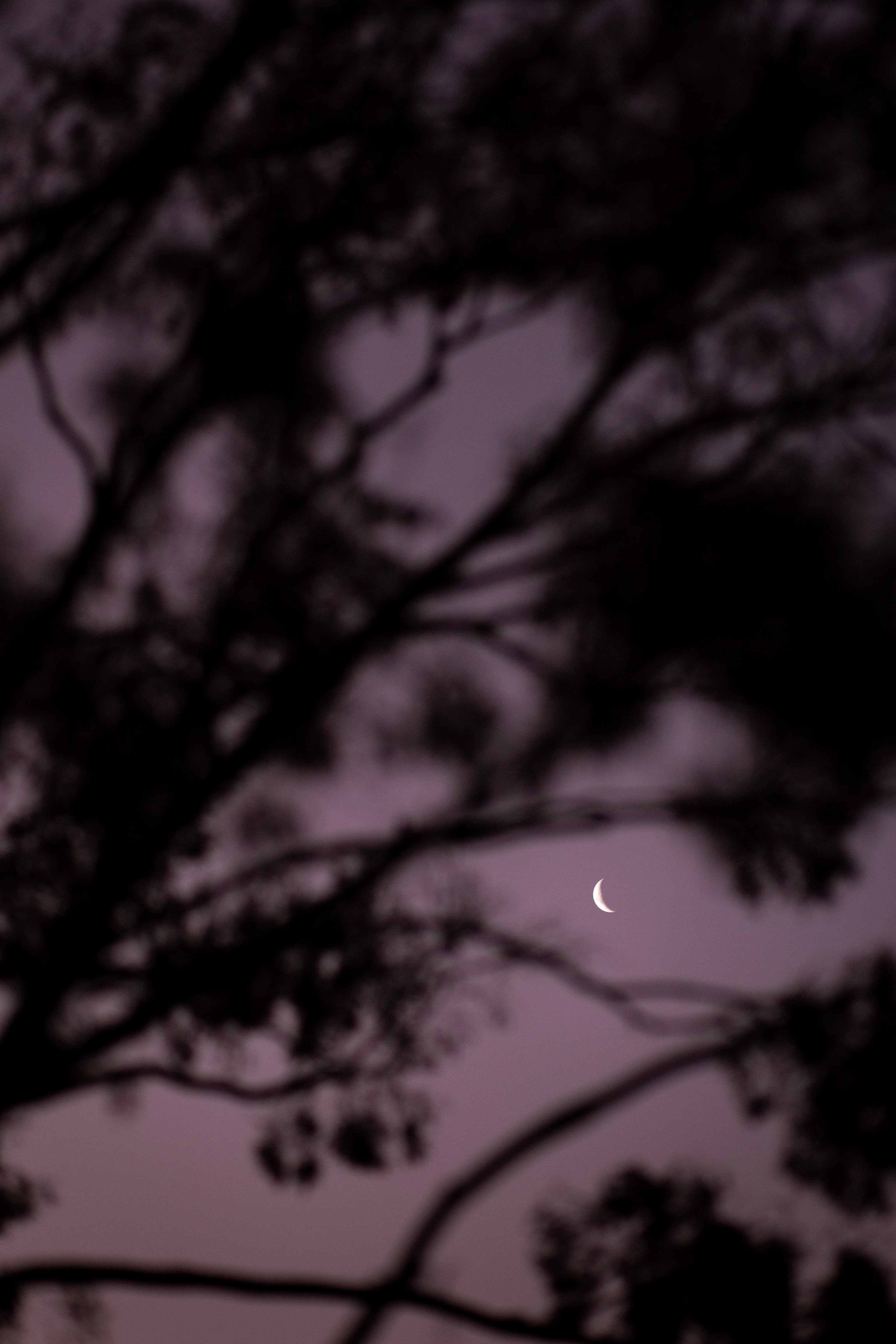 Free download wallpaper Sky, Branches, Evening, Nature, Moon on your PC desktop