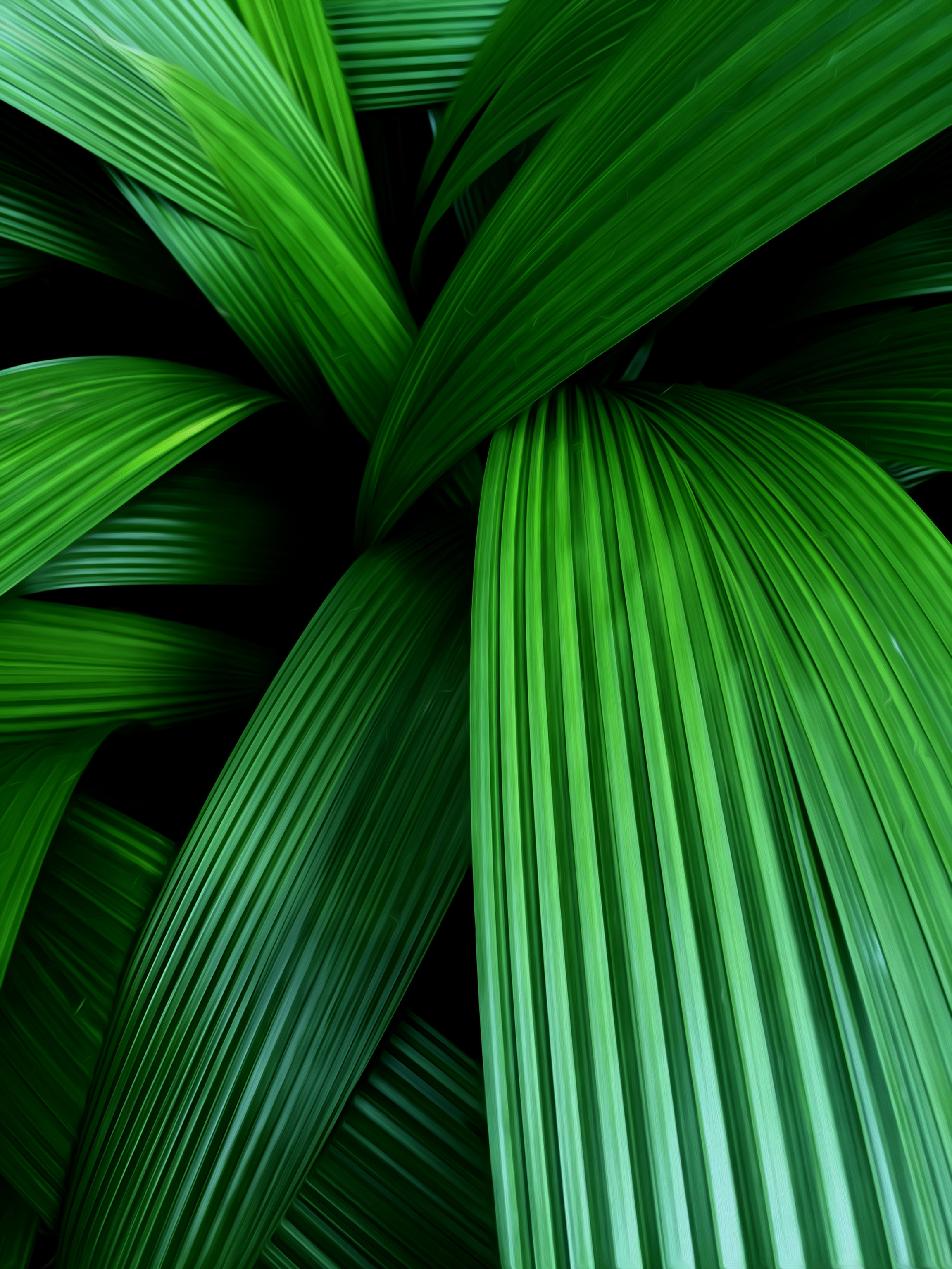 Download mobile wallpaper Macro, Leaves, Palm for free.
