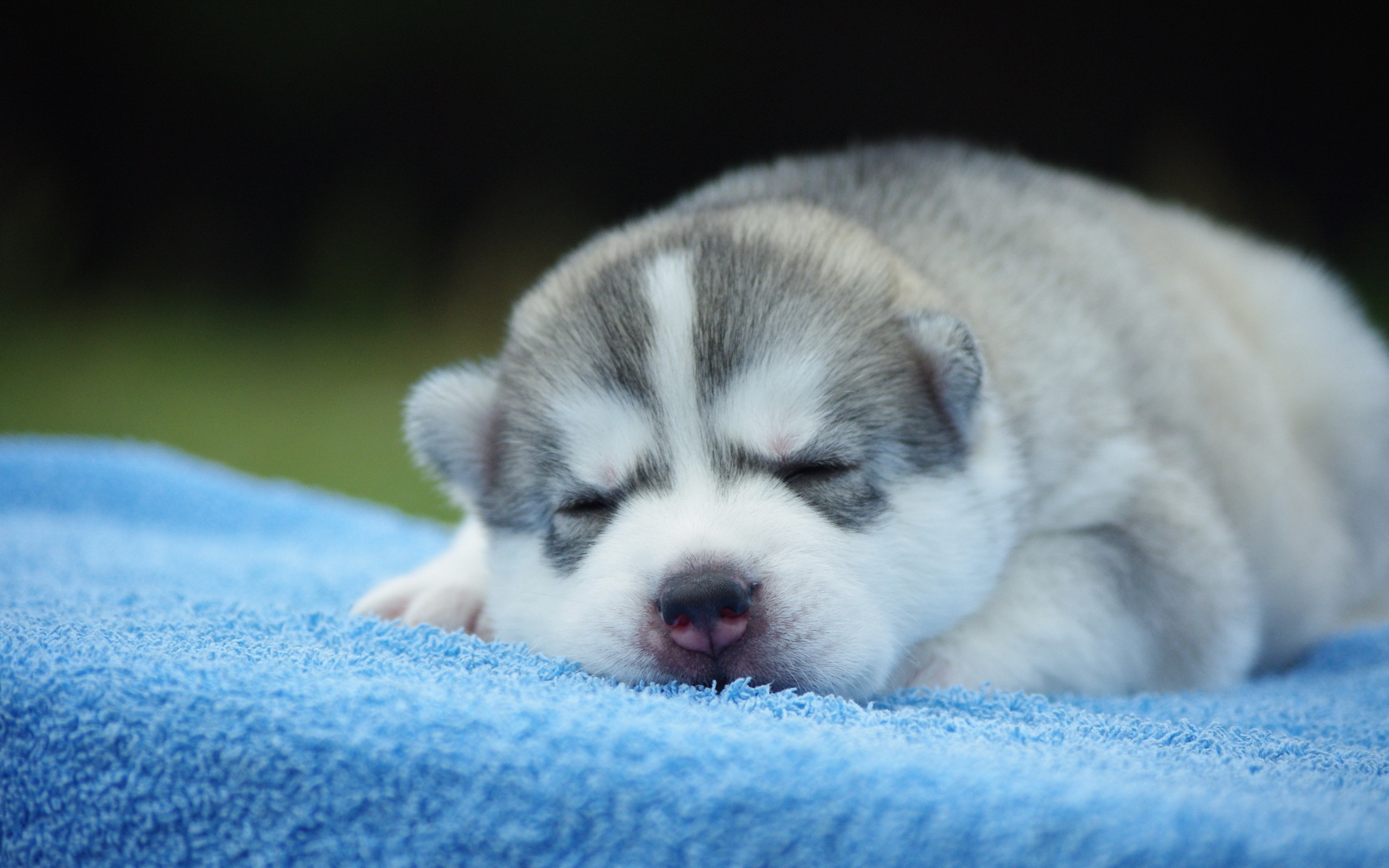 Laden Sie das Tiere, Hunde, Hund, Welpen, Schlafen-Bild kostenlos auf Ihren PC-Desktop herunter