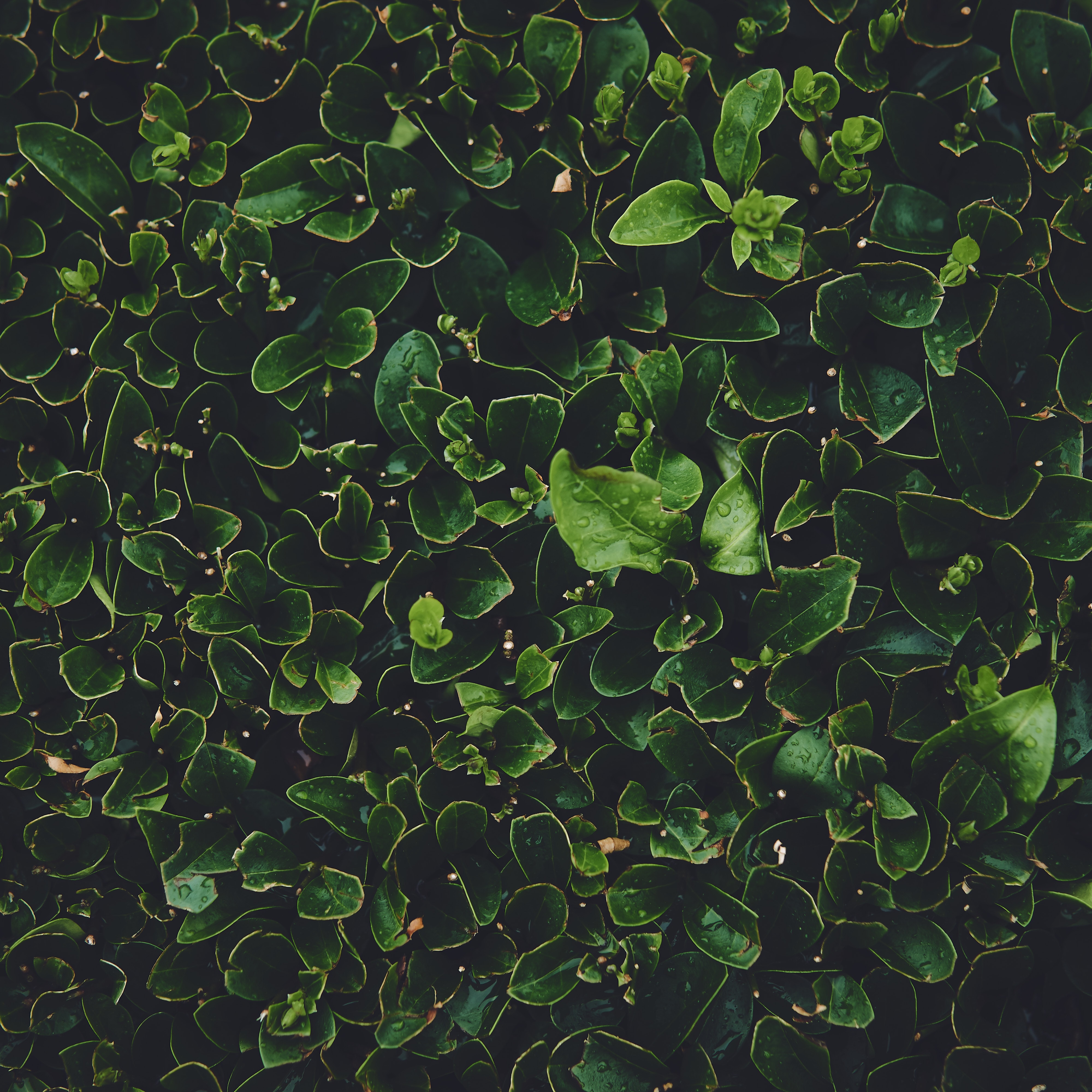 Free download wallpaper Macro, Dew, Leaves, Wet, Plants on your PC desktop